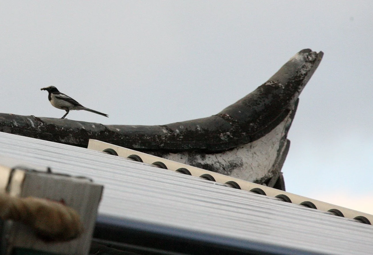 BIRD - WAGTAIL - WHITE WAGTAIL - M. ALBA PERSONATA - LINDEN CENTER - XIZHOU VILLAGE YUNNAN CHINA  (1).JPG