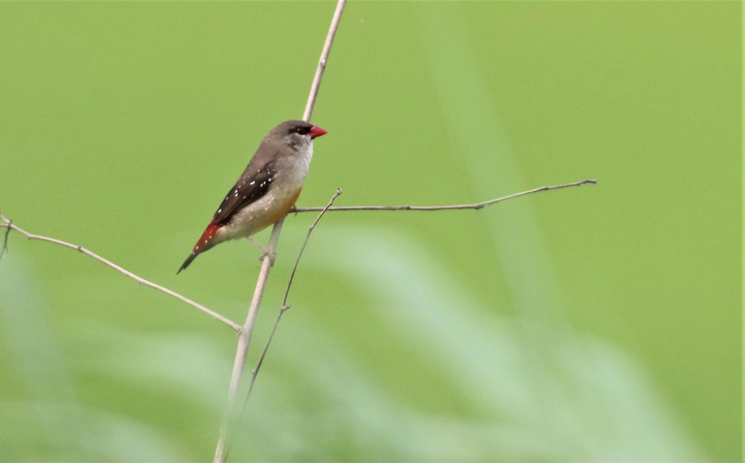 RED AVADAVAT - Amandava amandava - LAT KRABANG WETLANDS THAP YAO (46).jpg