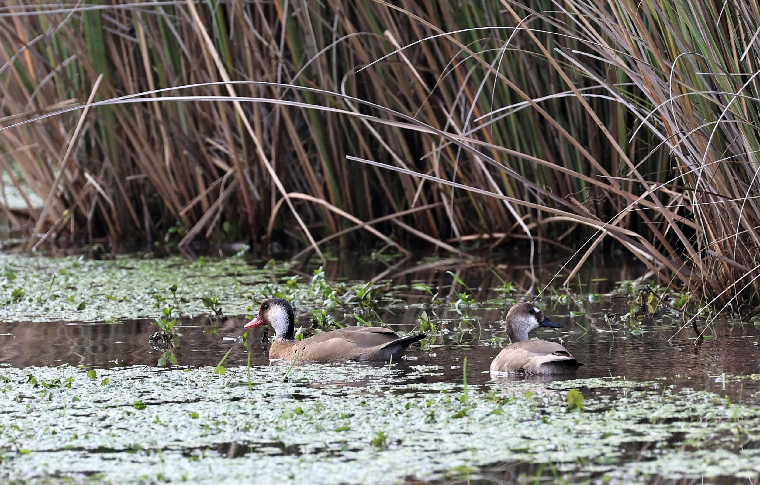 Brazilian Teal (Amazonetta brasiliensis) El Palmar National Park, Entre Rios, Argentina (12).jpg