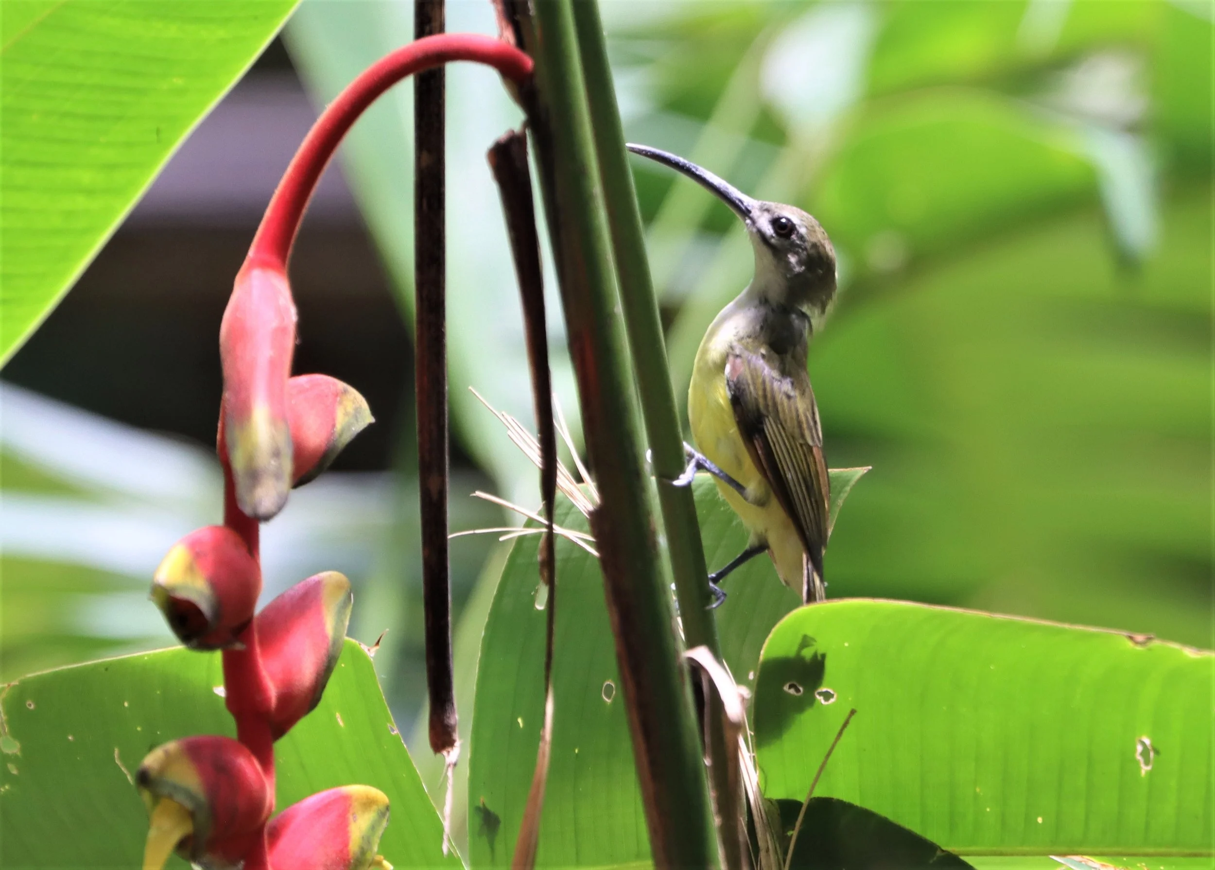 SPIDERHUNTER - LITTLE SPIDERHUNTER - Arachnothera longirostra - BAAN MAKA PETCHABURI (6).jpg