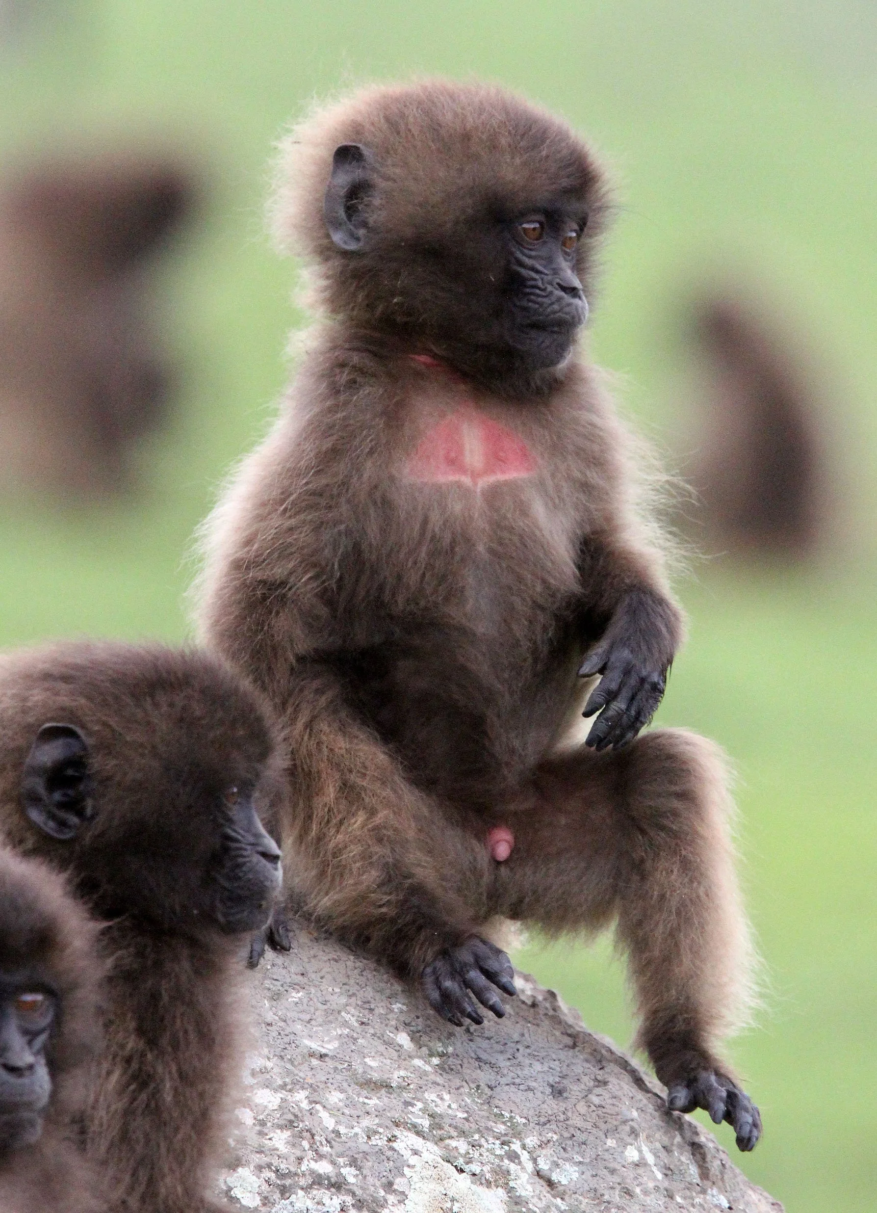 CERCOPITHECIDAE - Theropithecus gelada - GELADA - SIMIEN MOUNTAINS NATIONAL PARK ETHIOPIA (1772).JPG