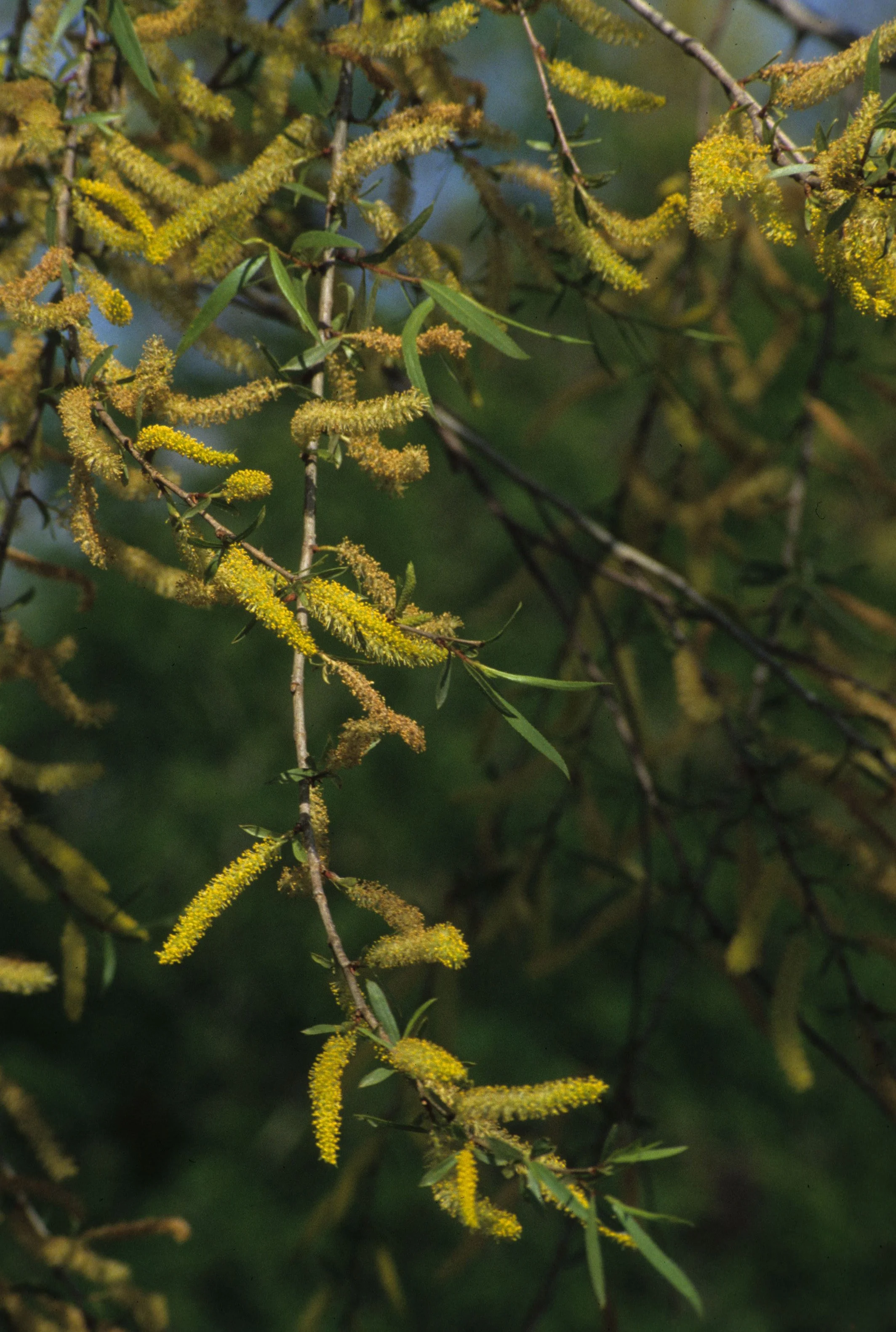 AMERICAN RIVER - SALIX SPECIES C.jpg