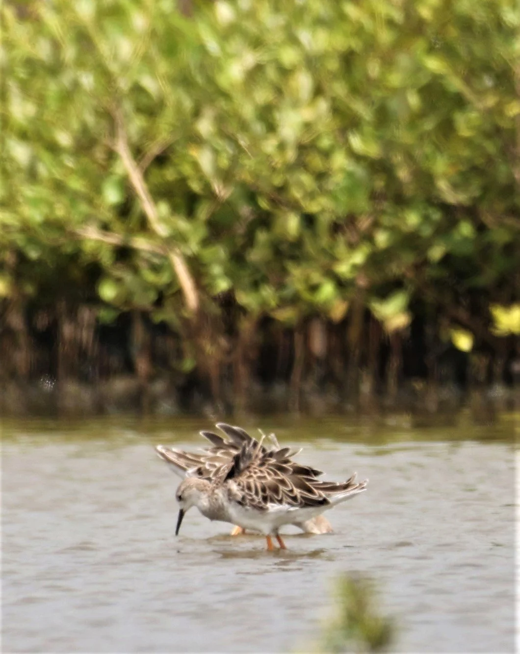 RUFF - Philomachus pugnax - CHACHOENGSAO SALT PONDS SEPT 12 2021 (8).jpg