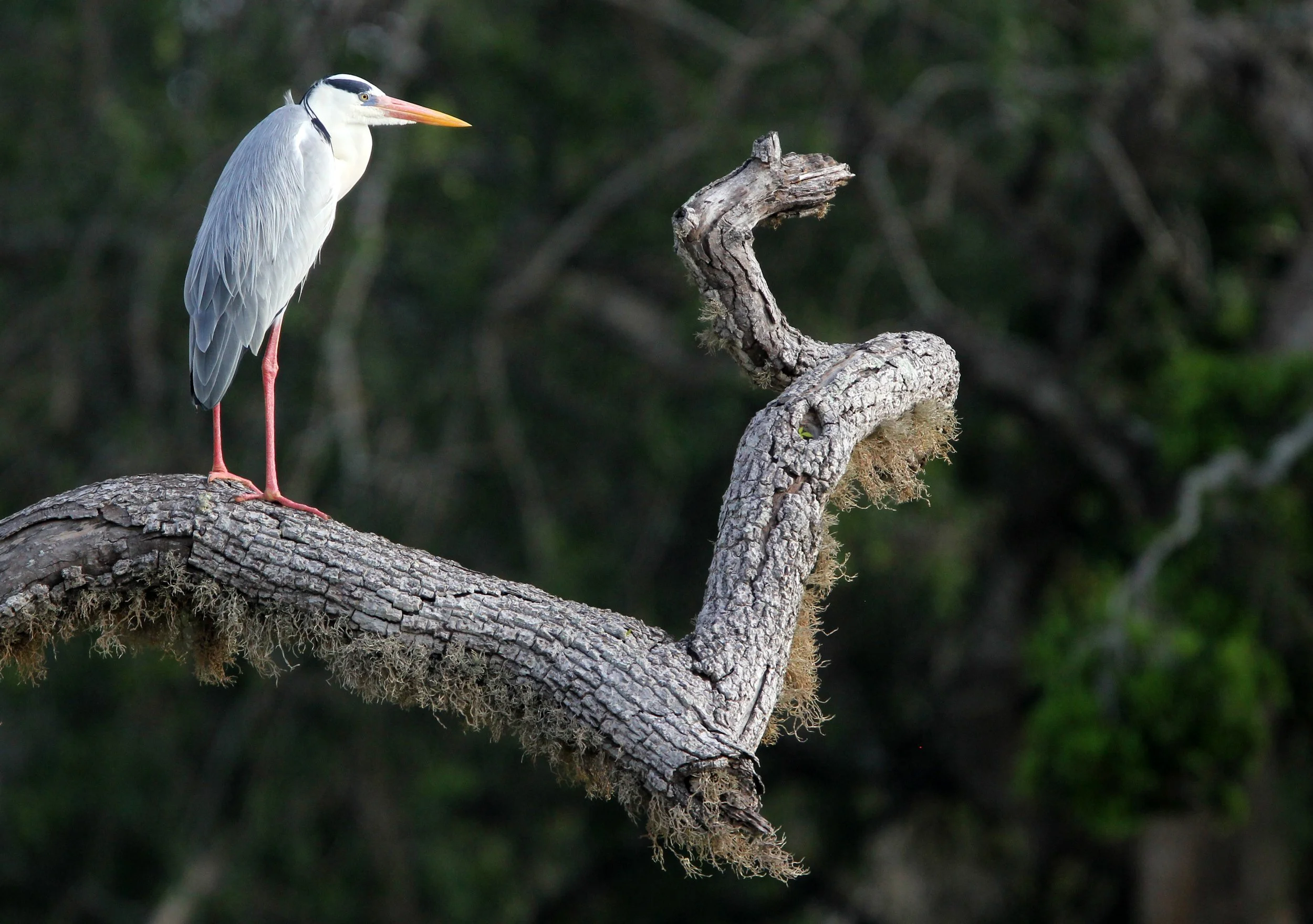 HERON - GREY HERON - Ardea cinerea - YALA NATIONAL PARK SRI LANKA (10).JPG