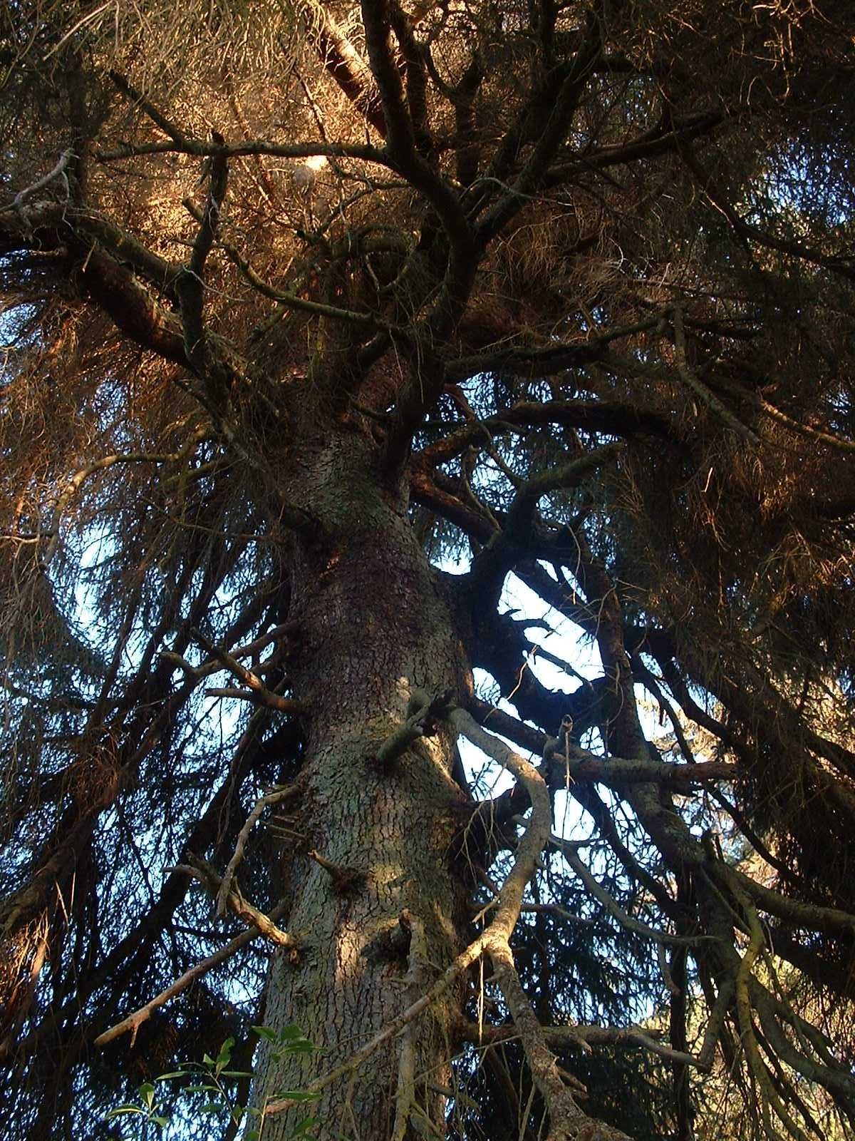 2003-8-1 WASHINGTON VISIT FROM ROBINSONS ET AL (6).JPG