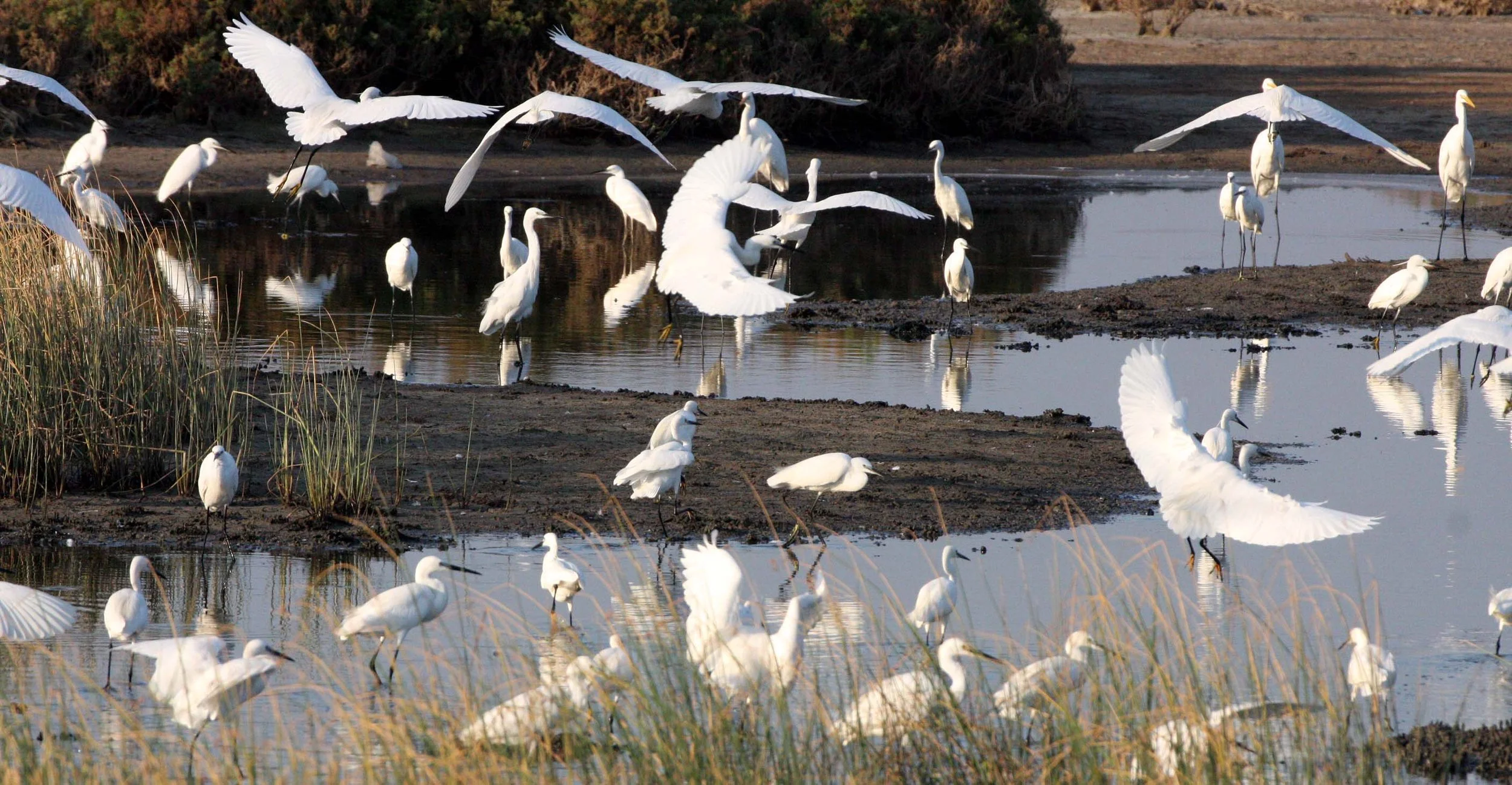 EGRET - EASTERN GREAT EGRET - Ardea (alba) modesta -  & LITTLE EGRETS IN MIXED FLOCK - BUENG BORAPHET THAILAND (26).JPG