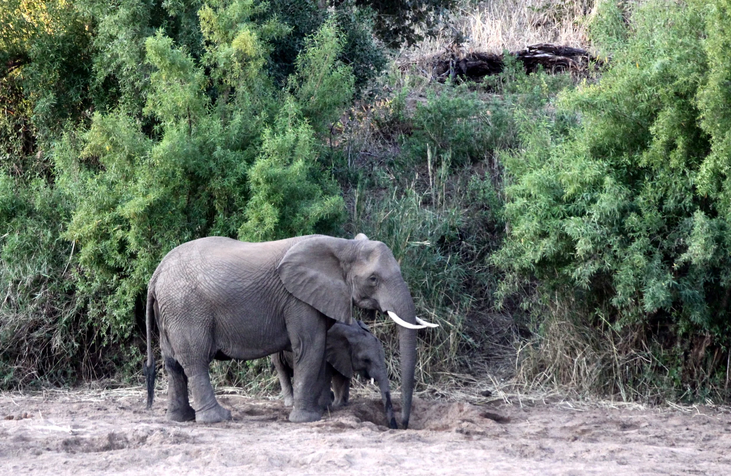 ELEPHANT - AFRICAN ELEPHANT - KRUGER NATIONAL PARK SOUTH AFRICA.JPG