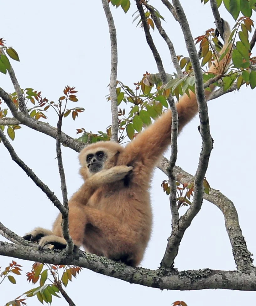 Lar or White-handed Gibbon (Hylobates lar) Kaeng Krachan National Park ESS Expedition 2026 (9).jpg