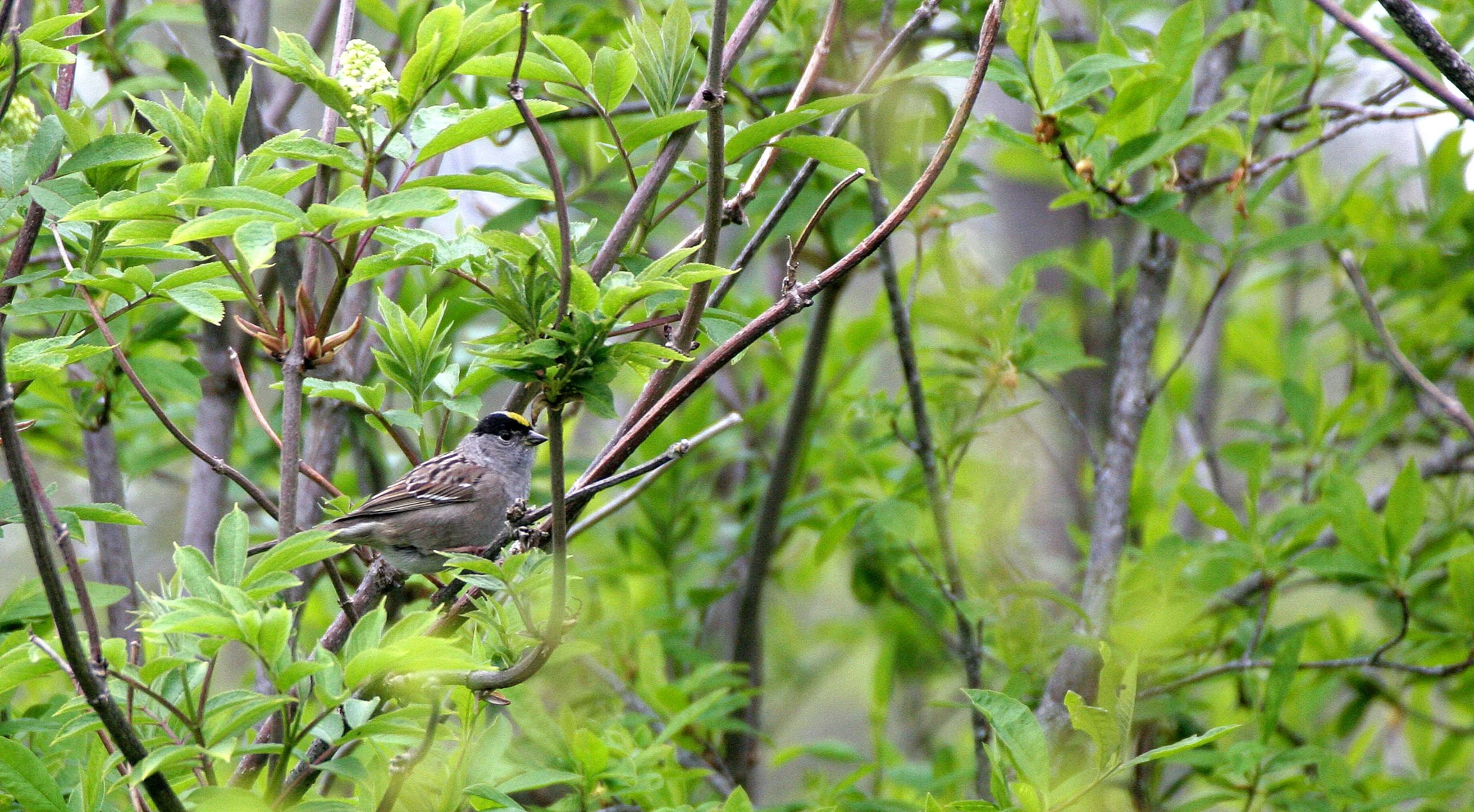Gold-crowned Sparrow ((Zonotrichia atricapilla) Lake Farm Trails Washington (4).JPG