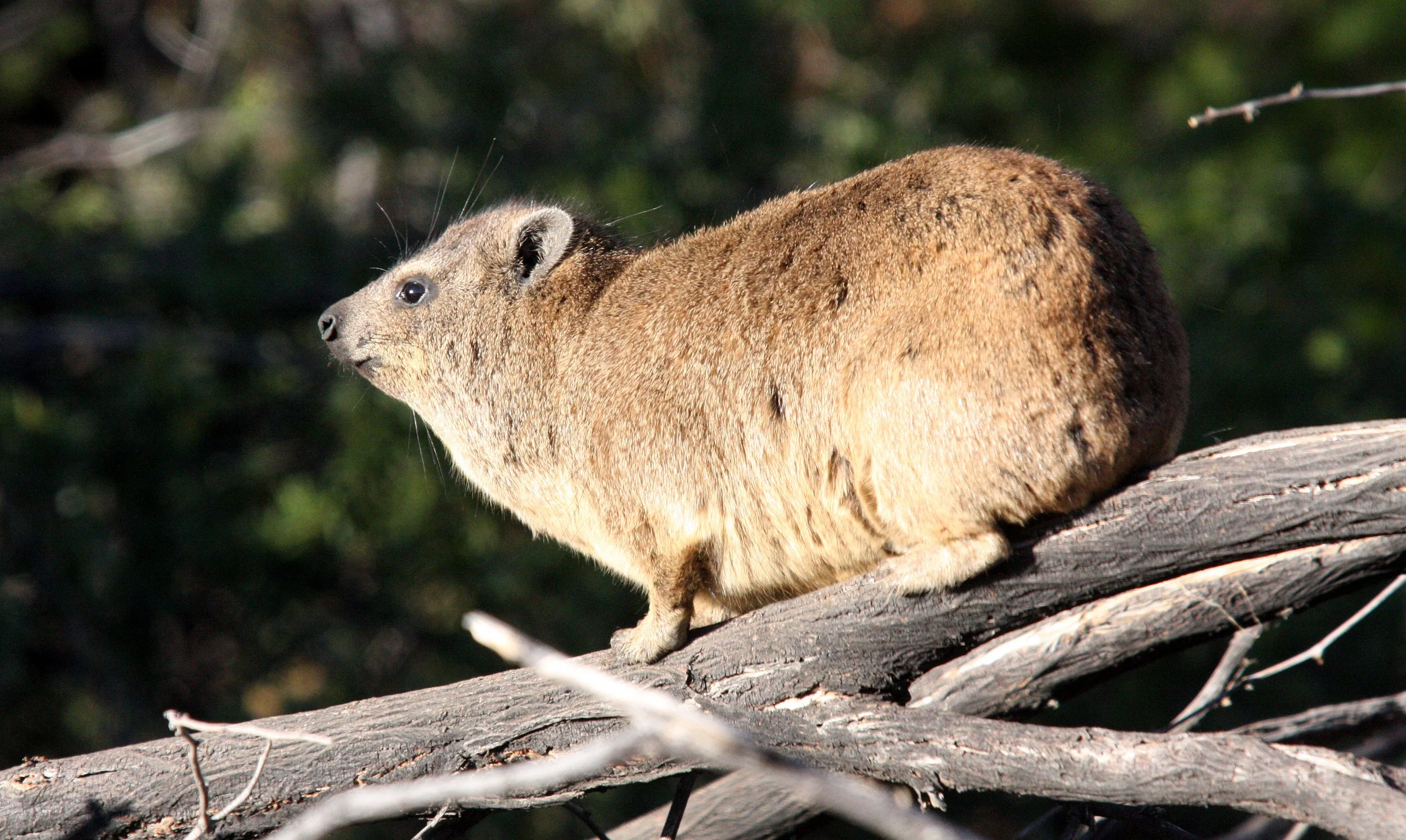 Procavia capensis capensis - CAPE ROCK HYRAX - AUGRABIES FALLS NP SOUTH AFRICA (1).JPG