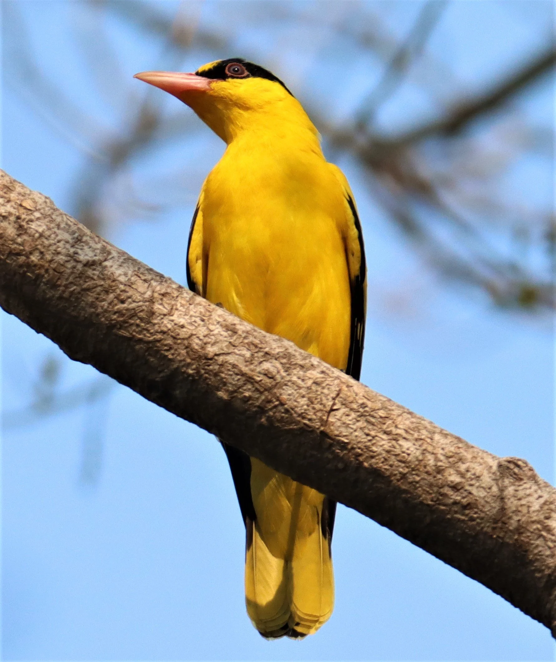 Black-napped Oriole (Oriolus chinensis) Rama 9 Park Bangkok (4).jpg