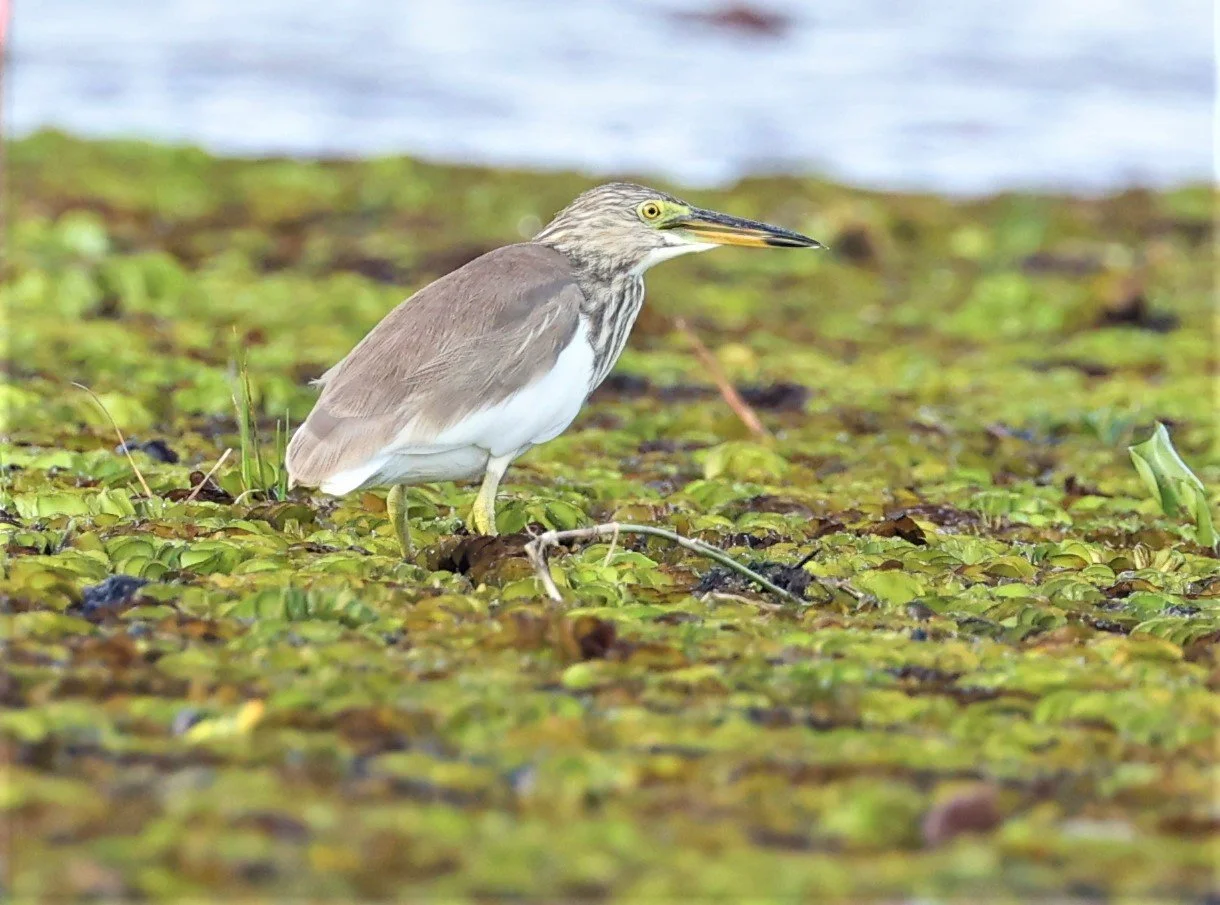 HERON - JAVAN POND HERON - Ardeola speciosa - THALE NOI WETLANDS PATTHALUNG PROVINCE.jpg