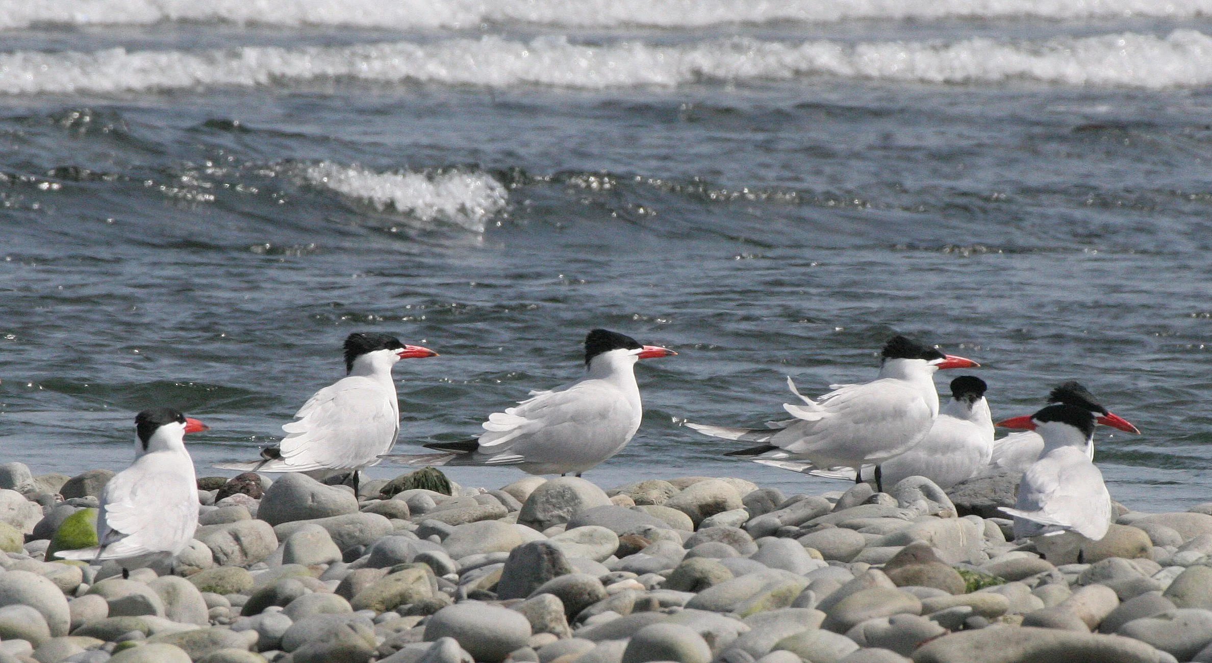 BIRD - TERN - CASPIAN TERNS - ELWHA RIVER MOUTH WA (45).JPG