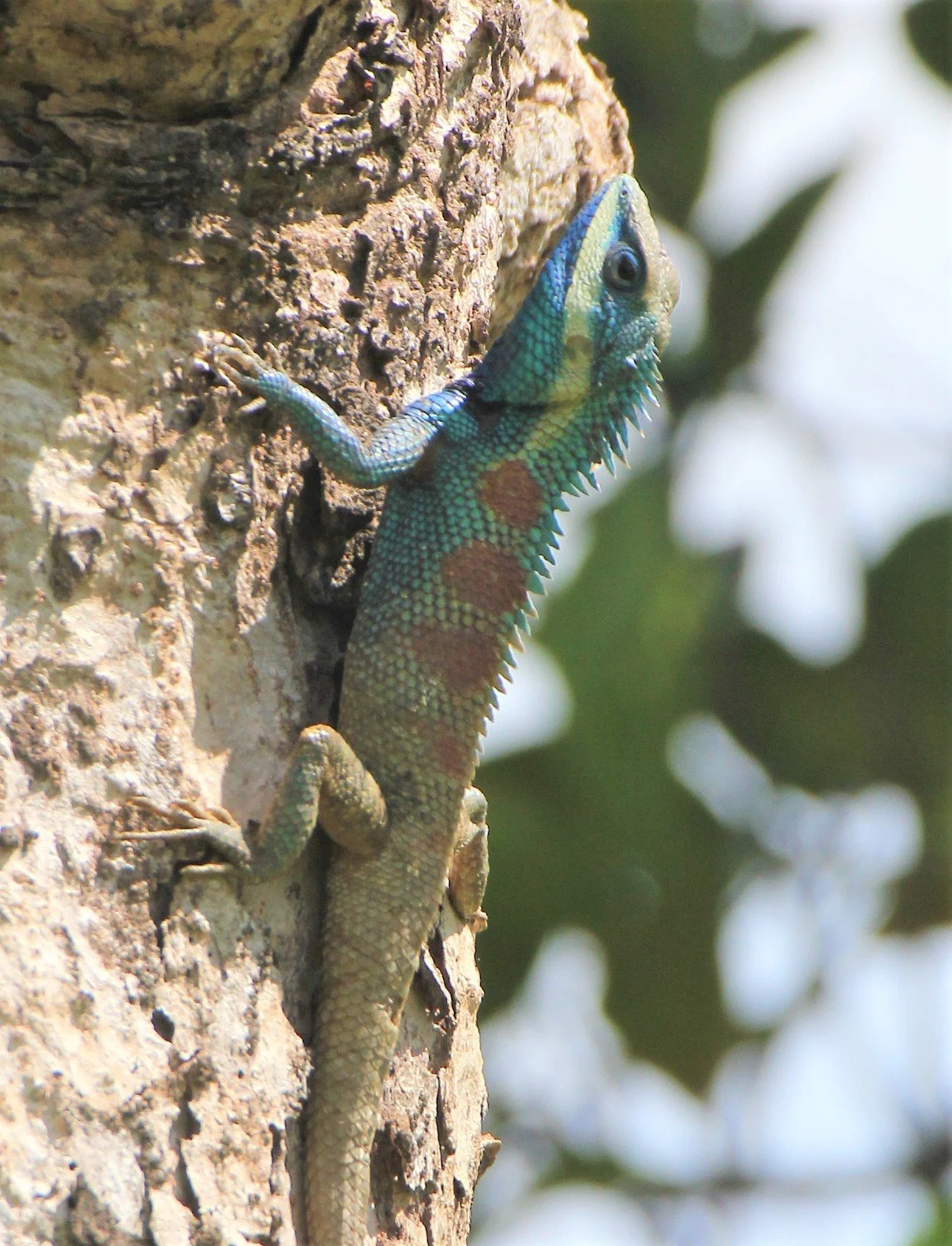 Calotes mystaceus - INDOCHINES FOREST LIZARD - Chiang Saen Chiang Rai Province (1).jpg