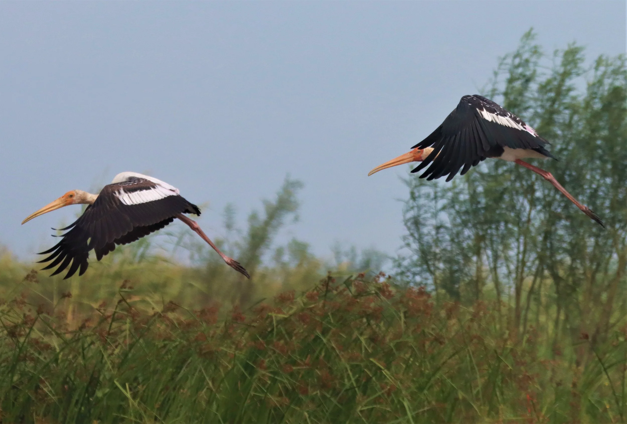 STORK - PAINTED STORK - Mycteria leucocephala - BUENG BORAPHET NAKHON SAWAN AUGUST 2021 (2).jpg