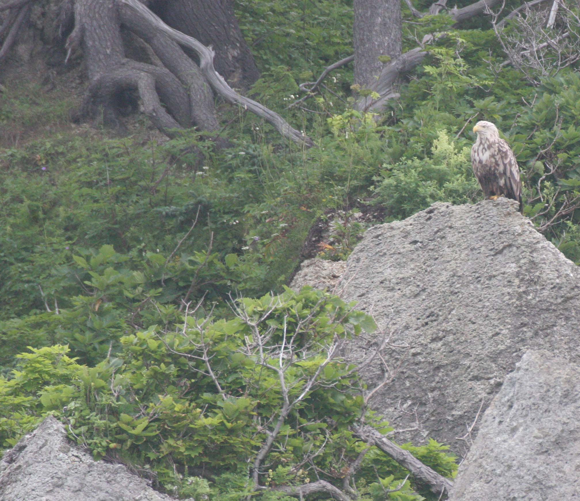 Haliaeetus albicilla - WHITE-TAILED SEA EAGLE - KURIL ISLANDS RUSSIA (40).jpg