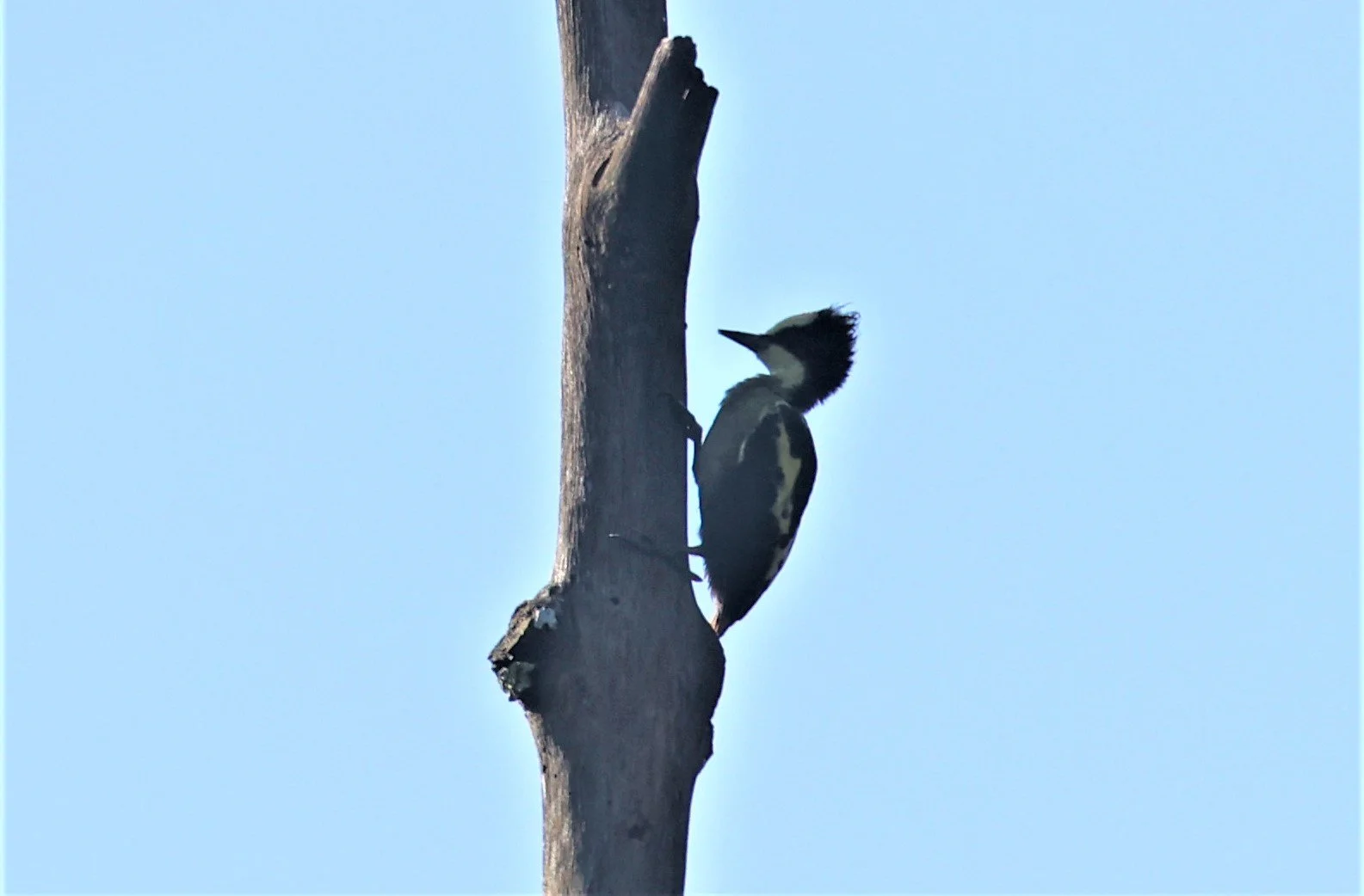 WOODPECKER - HEART-SPOTTED WOODPECKER - Hemicircus canente - KAENG KRACHAN 20 OCT 2021 (3).jpg