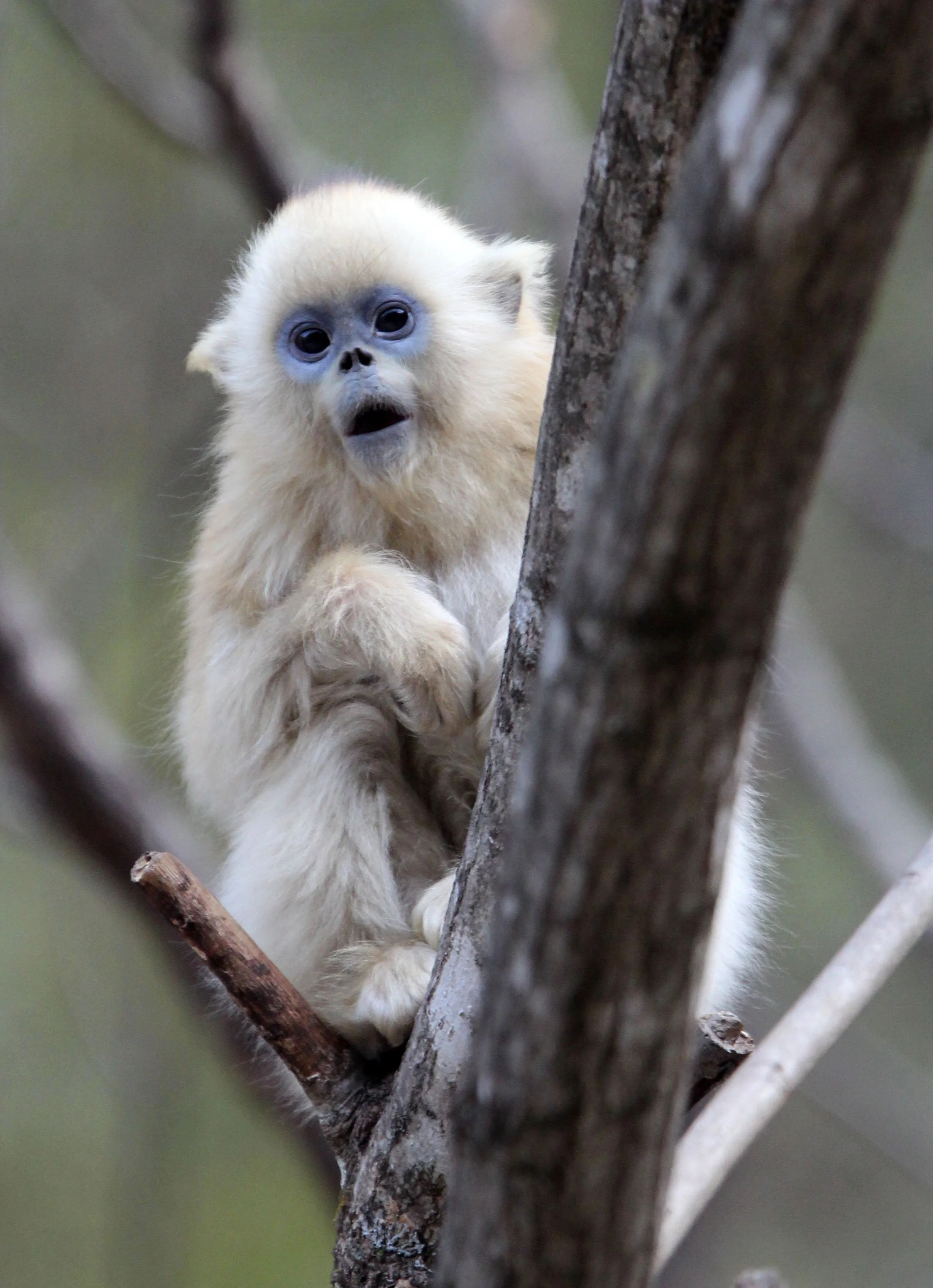 CERCOPITHECIDAE - Rhinopithecus roxellana qinlingensis - QINLING GOLDEN SNUB-NOSED MONKEY - FOPING NATURE RESERVE, SHAANXI CHINA (122).JPG