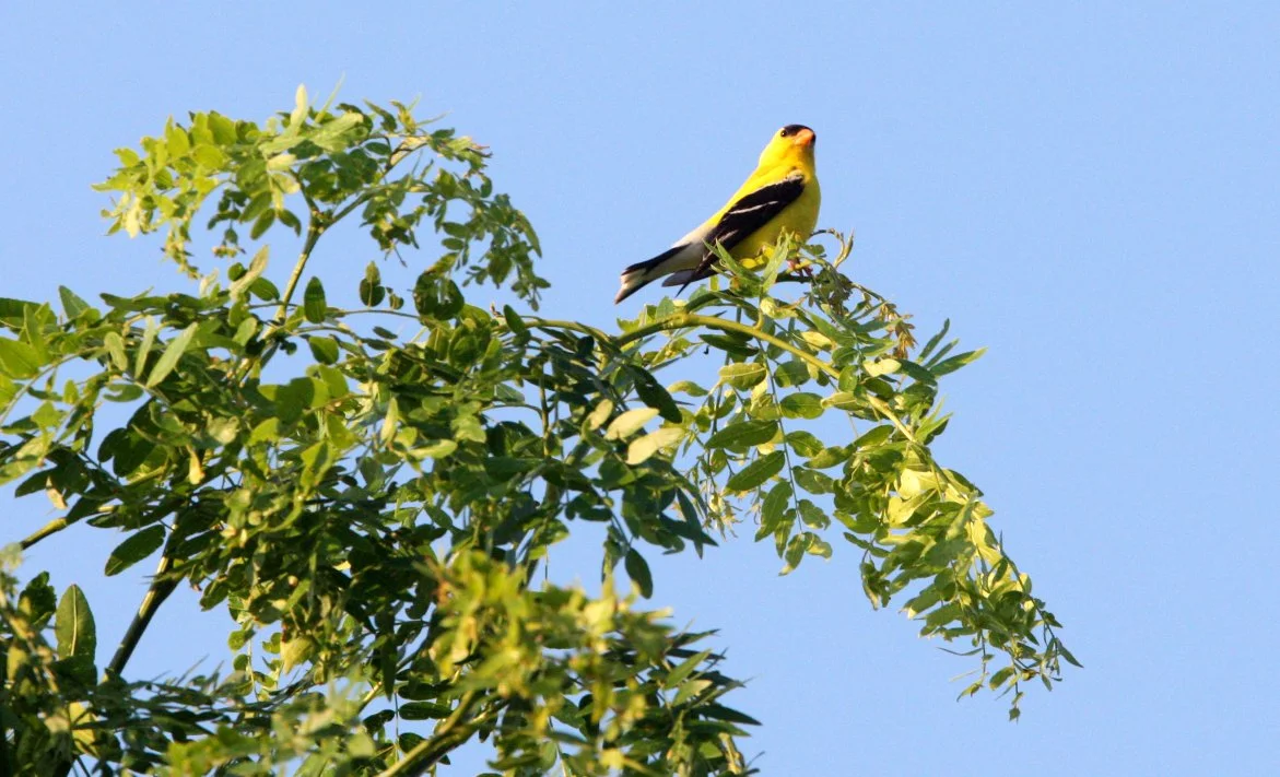 American Goldfinch (Spinus tristis) McKee Marsh, Illinois (4).JPG