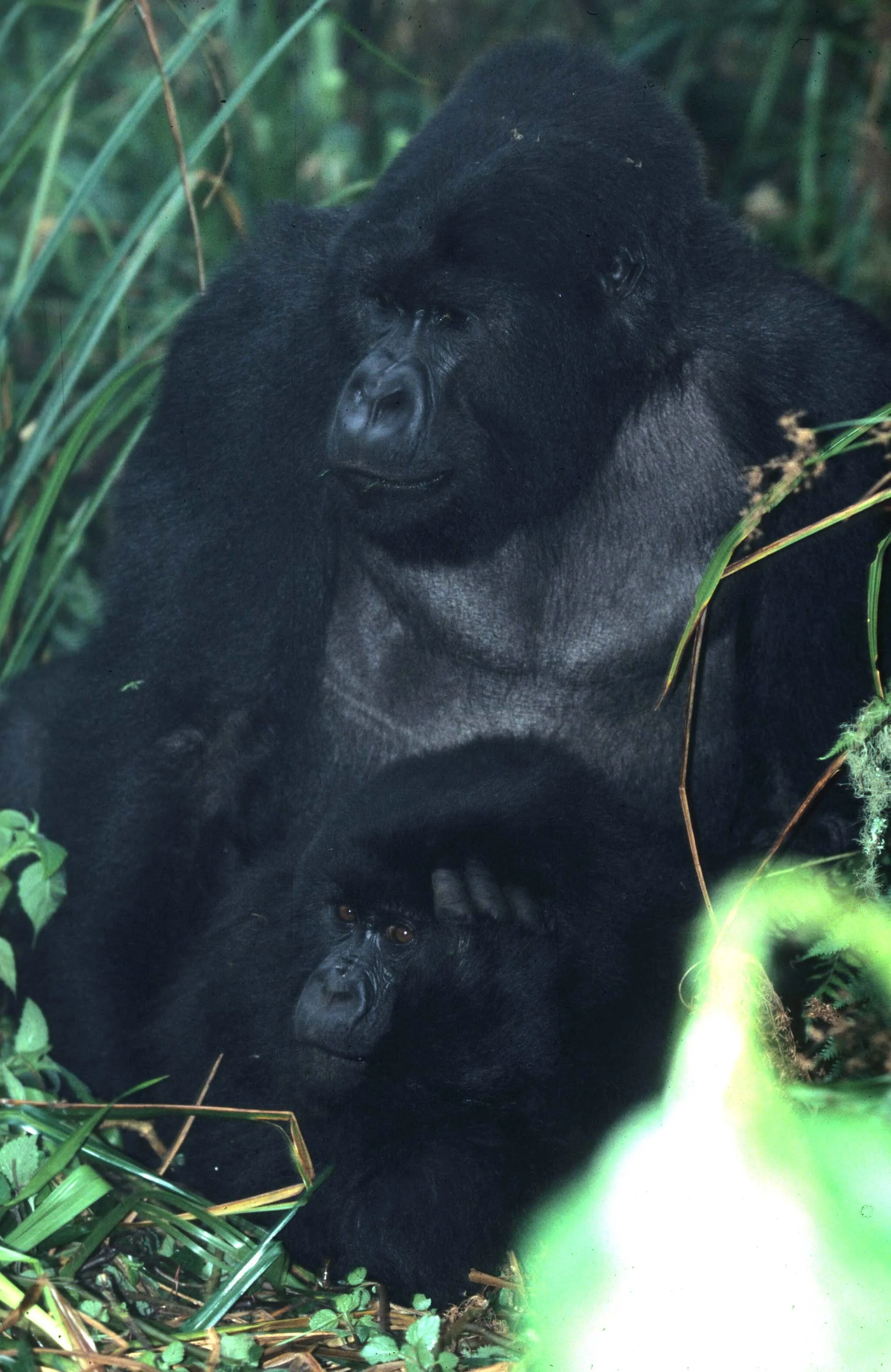 PRIMATE - GORILLA-RWANDA PARC DU VULCANS (36).jpg