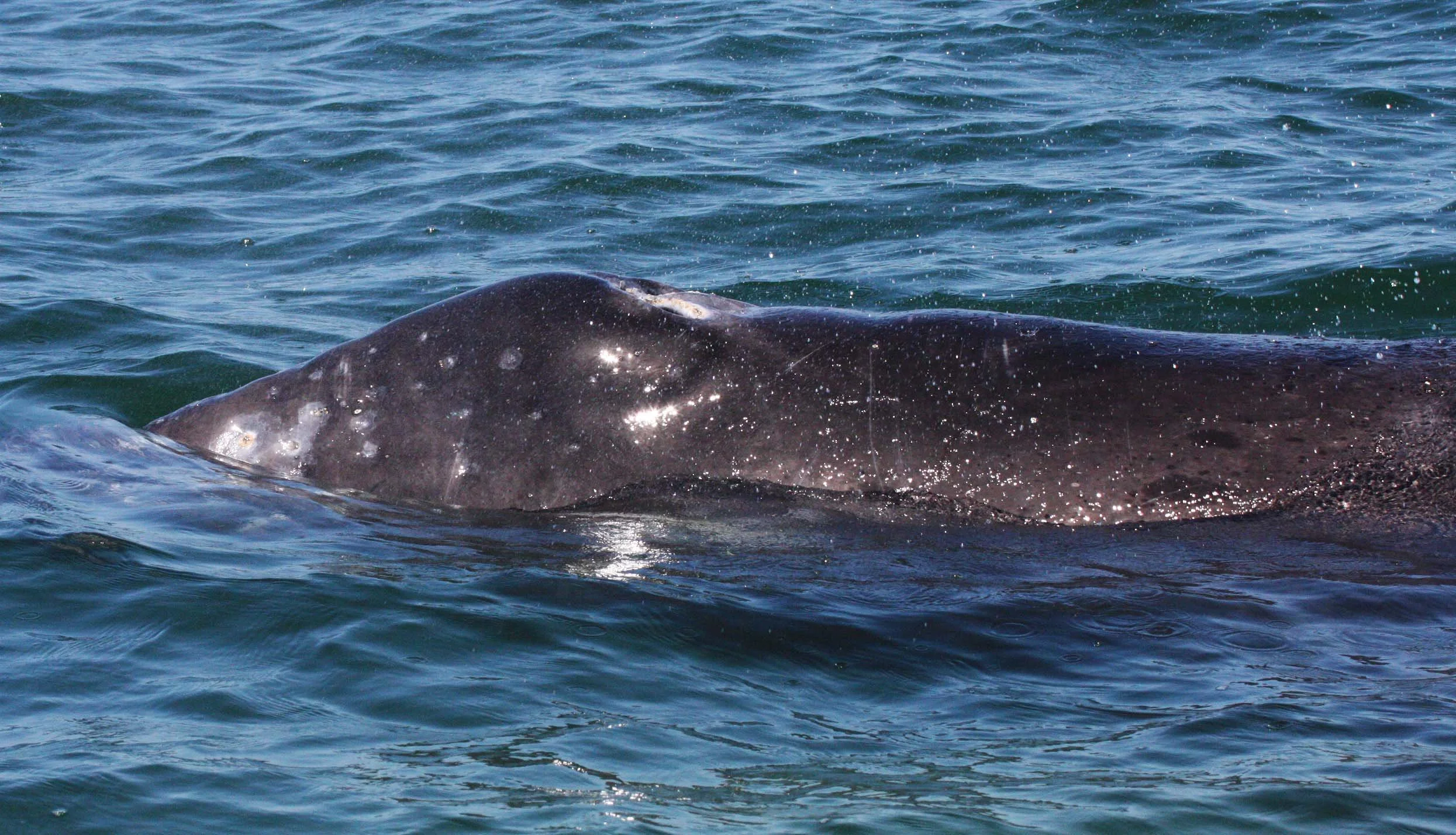Eschrichtius robustus - GRAY WHALE - SAN IGNACIO LAGOON BAJA MEXICO (141).JPG