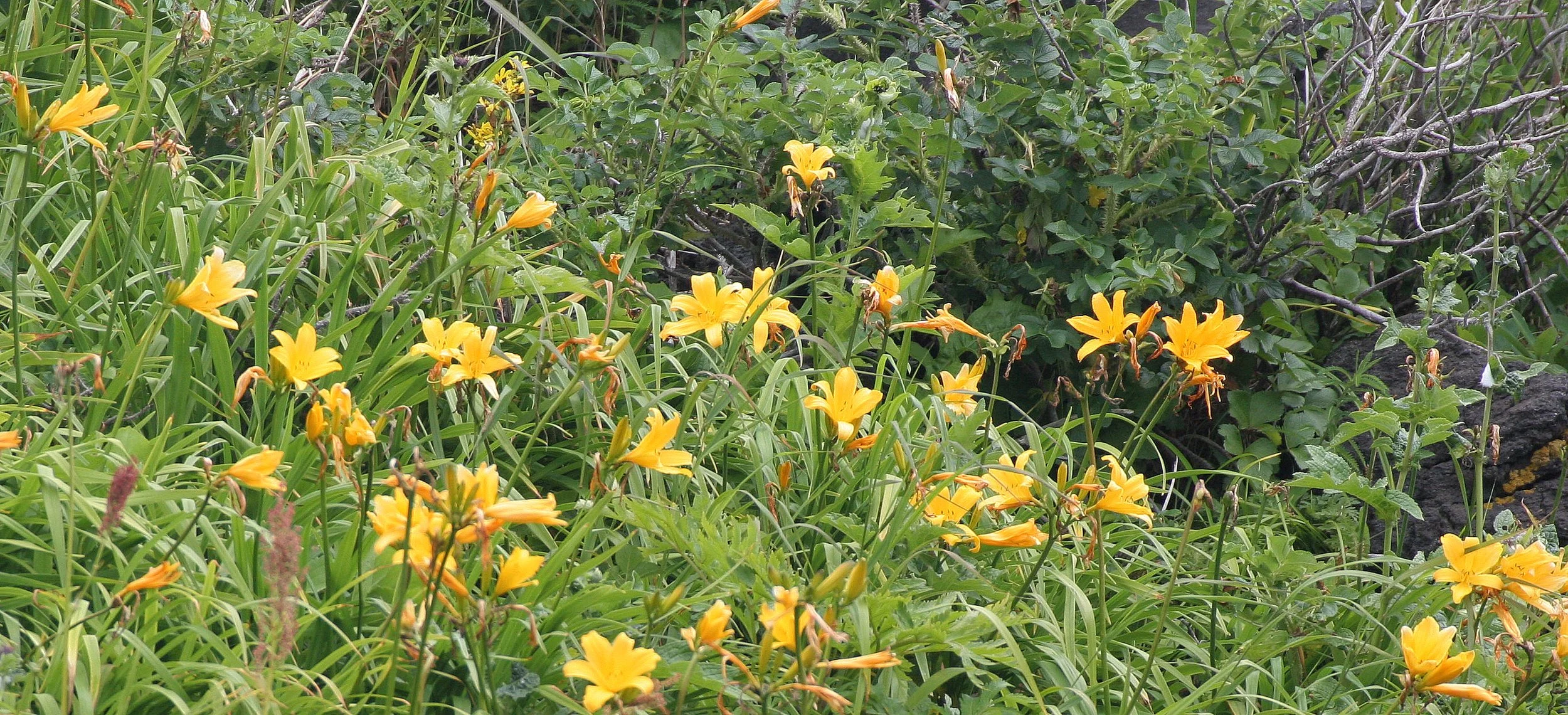 KURIL ISLANDS - FLORA  (20).jpg