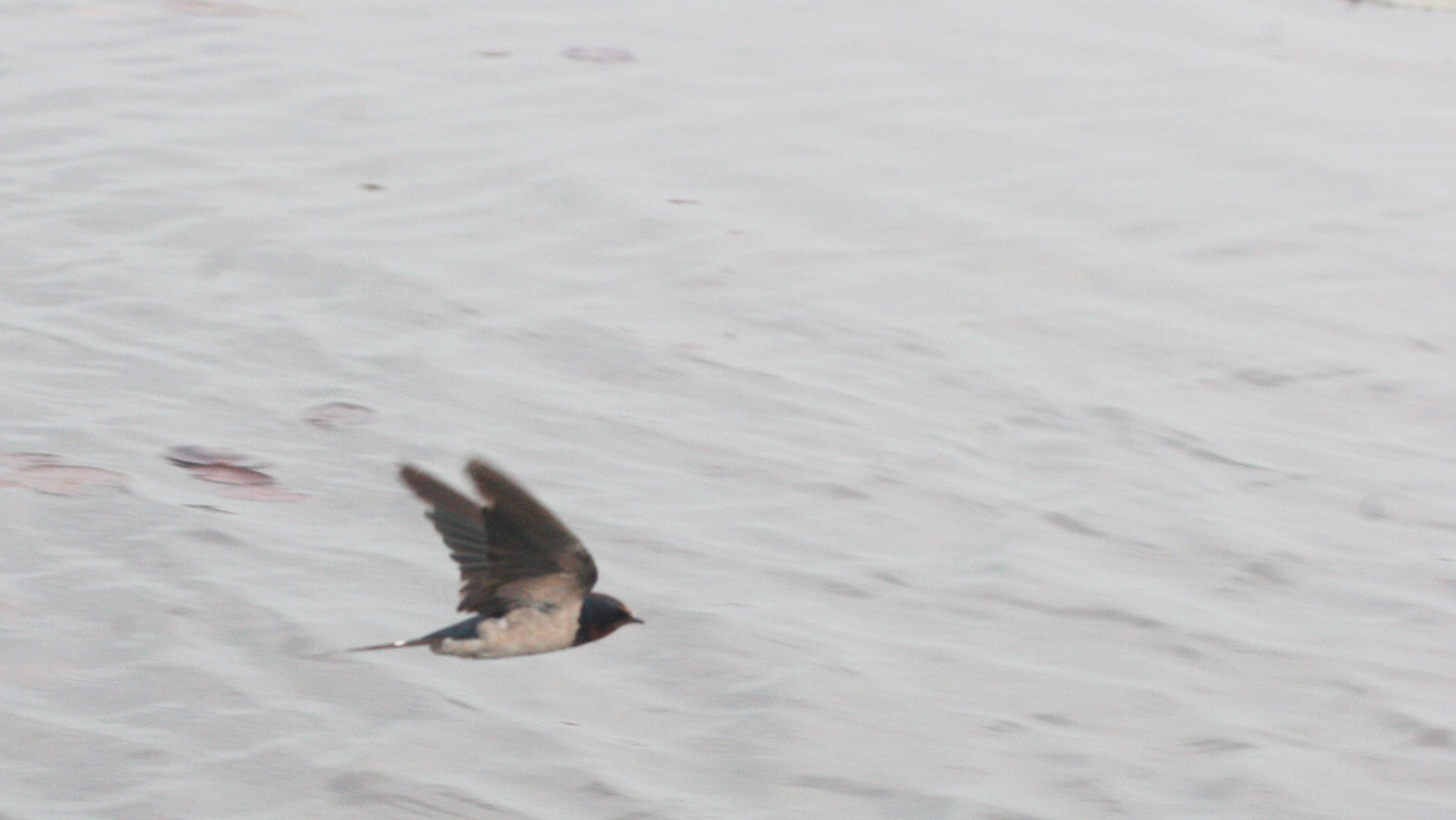 Barn Swallow (Hirundo rustica) Bueng Boraphet Thailand (7).JPG