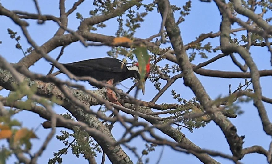 Black-bodied Woodpecker (Dryocopus schulzi) Selva Serena Natural Reserve 