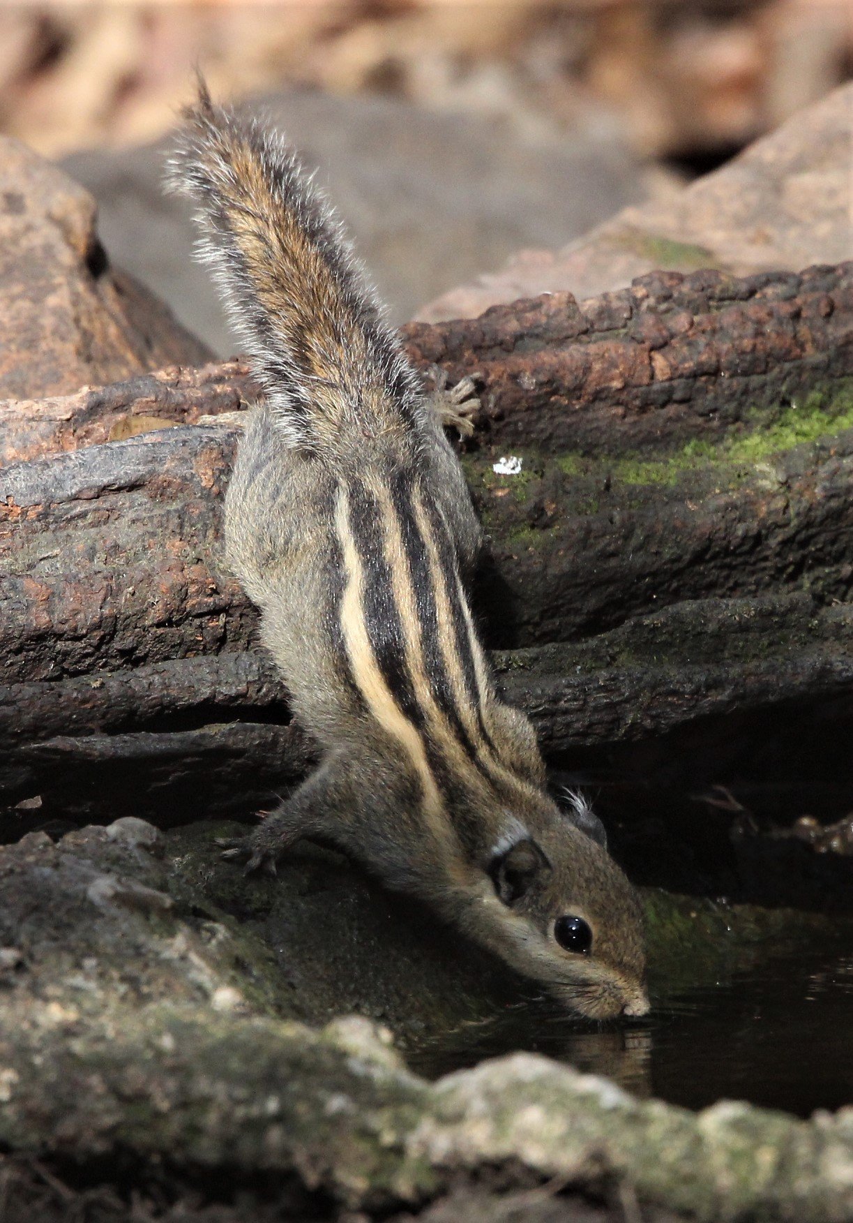 Tamiops mcclellandii - WESTERN STIPED SQUIRREL - LUNG SIN HIDE, KAENG KRACHAN (17).jpg