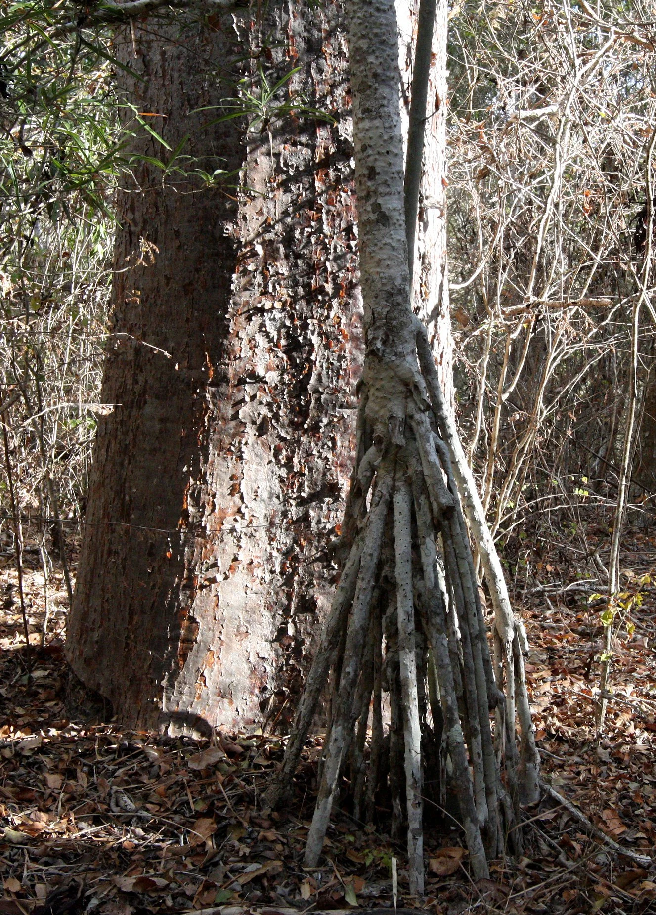 PLANT - WALKING TREE - KIRINDY NATIONAL PARK MADAGASCAR (2).JPG