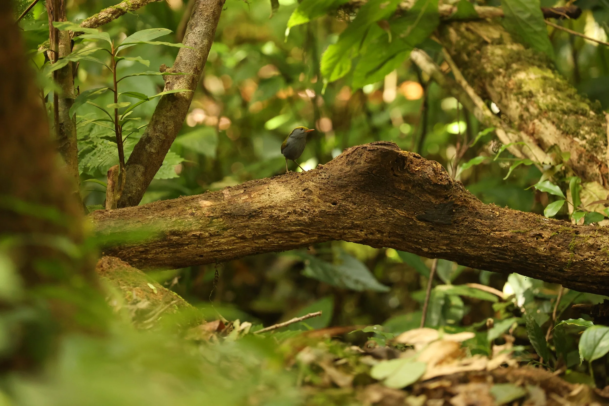 TESIA - SLATY-BELLIED TESIA - Tesia olivea - DOI LANG EAST DOI PHA HOM POK NP, DECEMBER 2021 (6).JPG