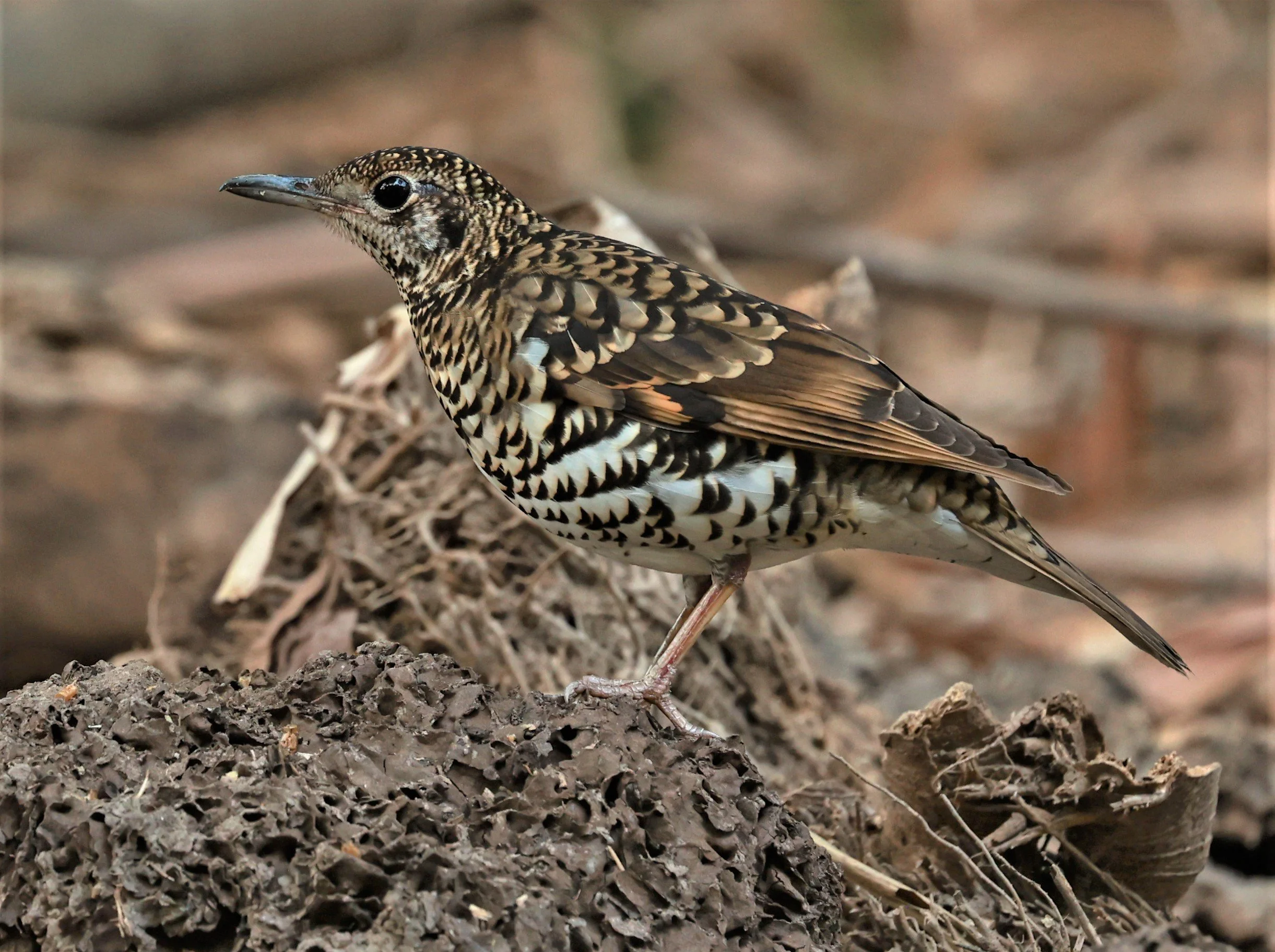White's Thrush (Zoothera aurea) Putthamonthon Park Nakhon Pathom Thailand (89).jpg