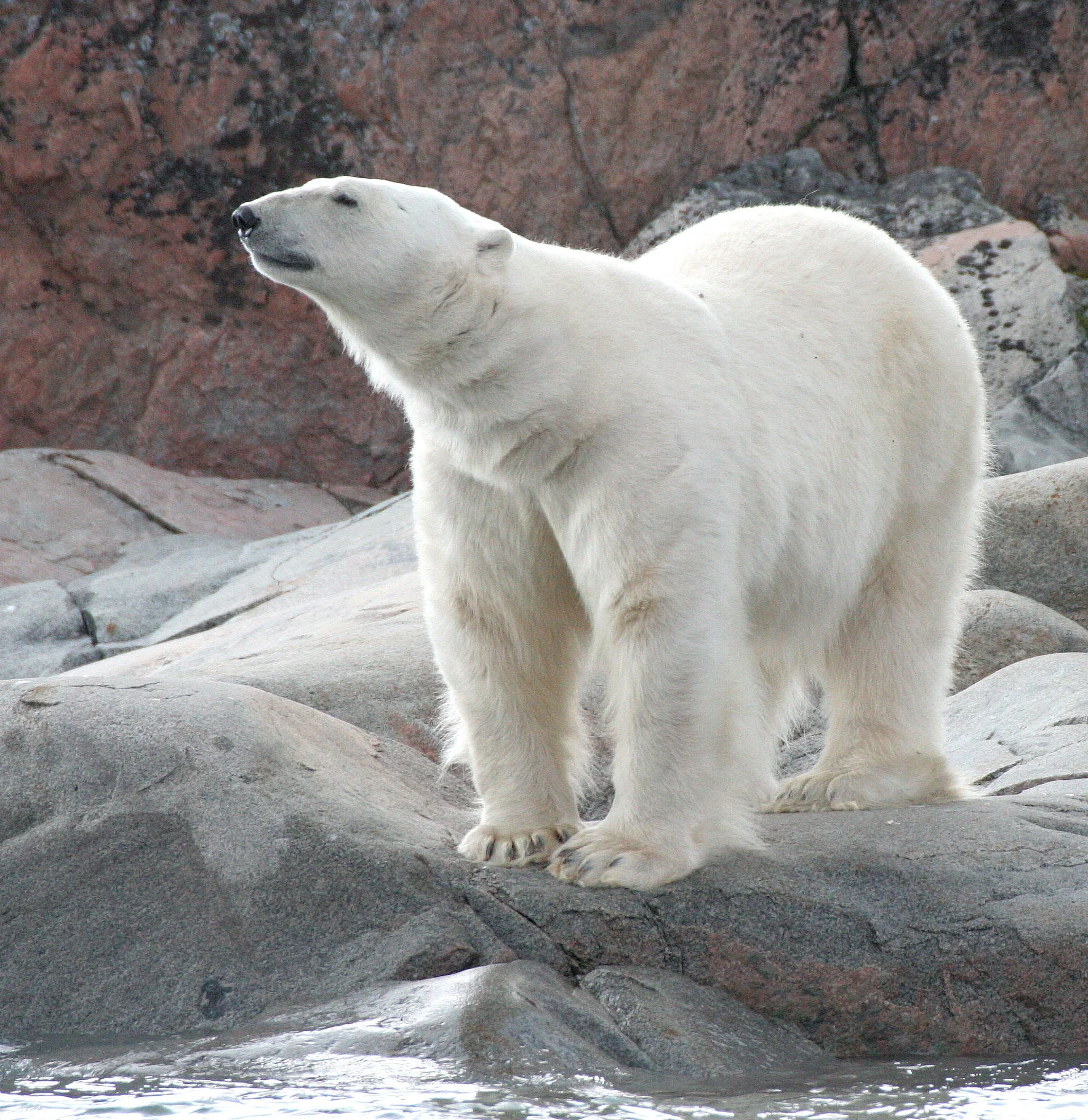 URSID - POLAR BEAR - SVALBARD (190).jpg