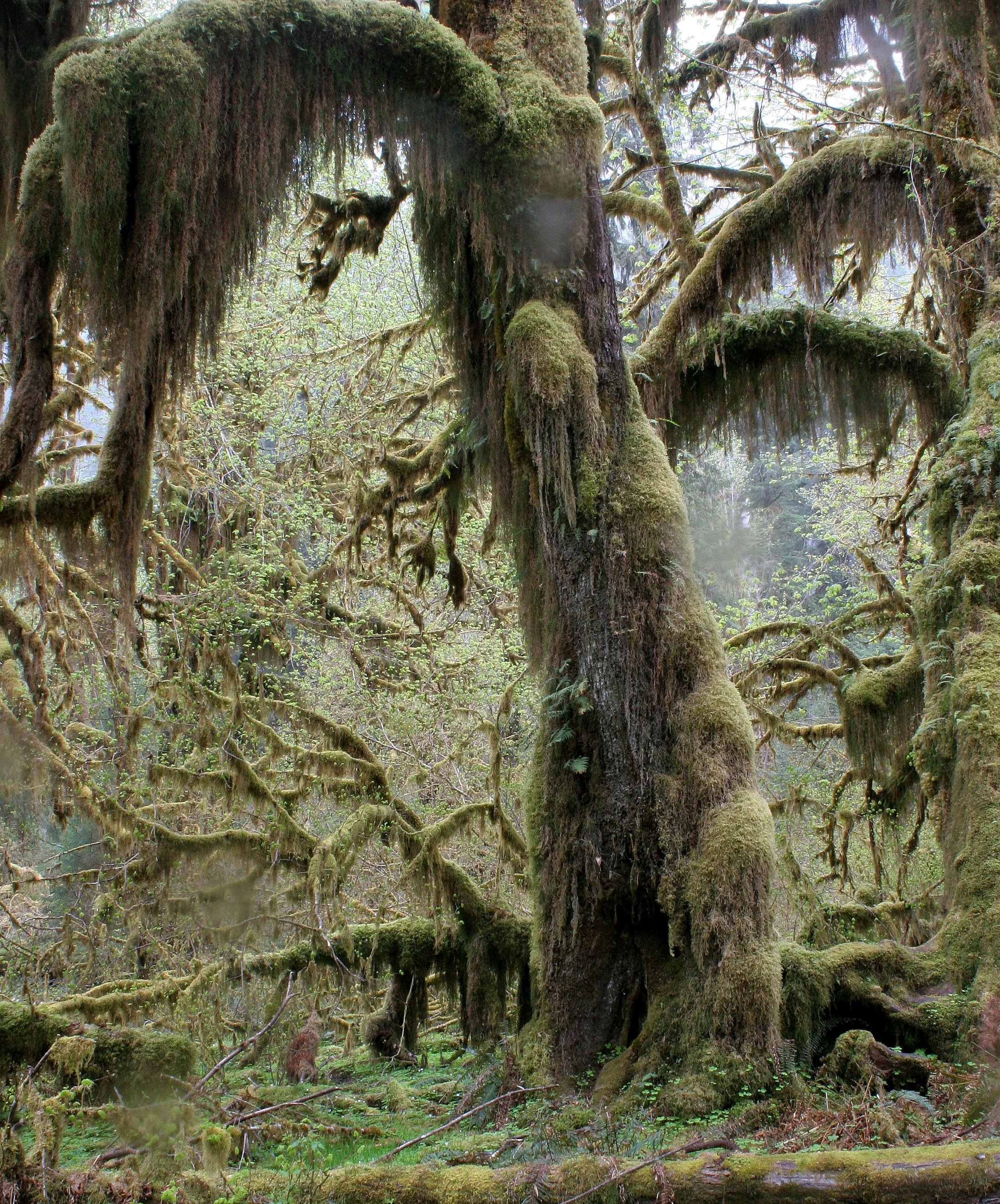 HOH RIVER VALLEY - HALL OF MOSSES (64).JPG