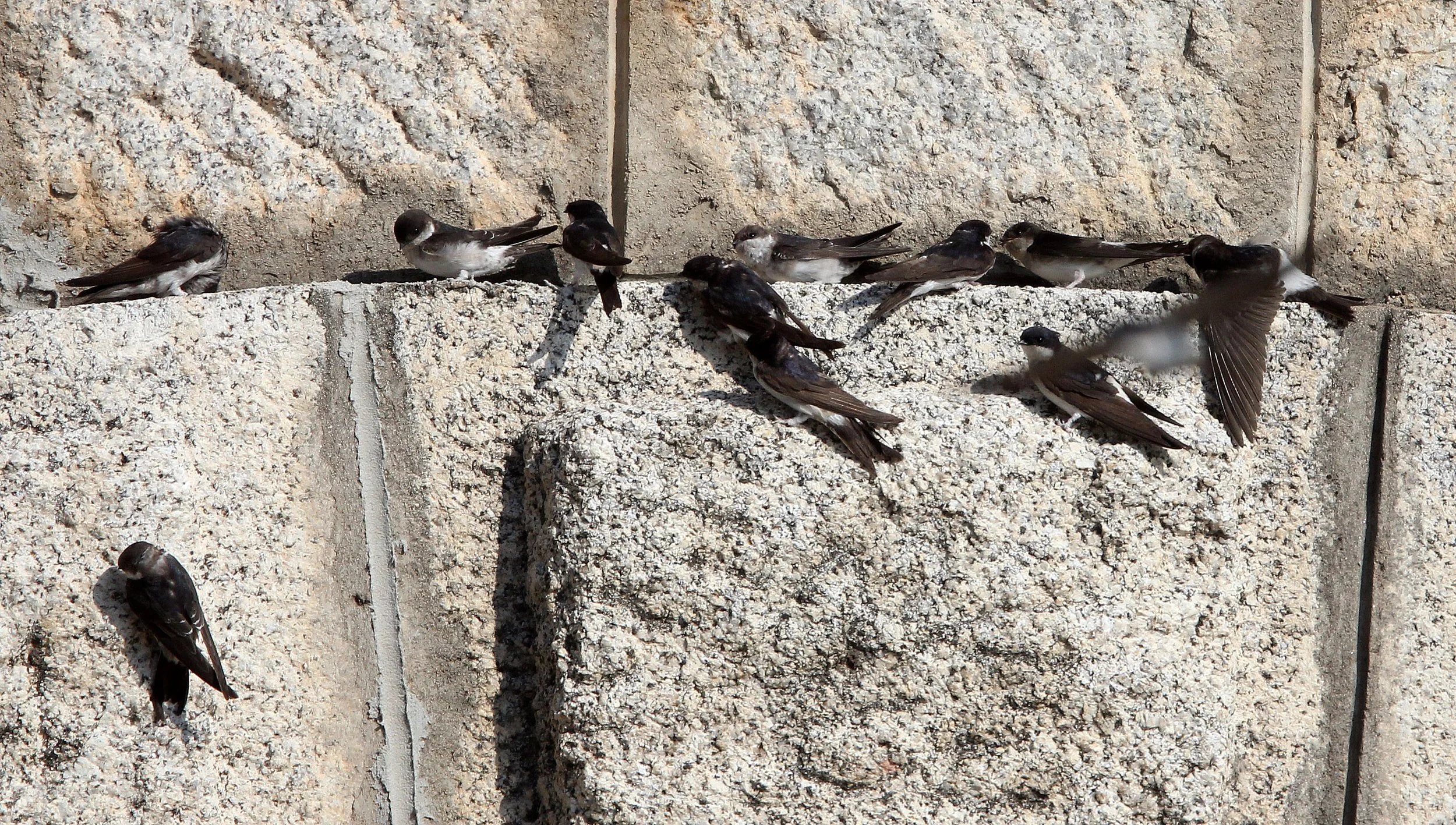 Sand Martin (Riparia riparia) Sierra de Andujar Spain (6).JPG