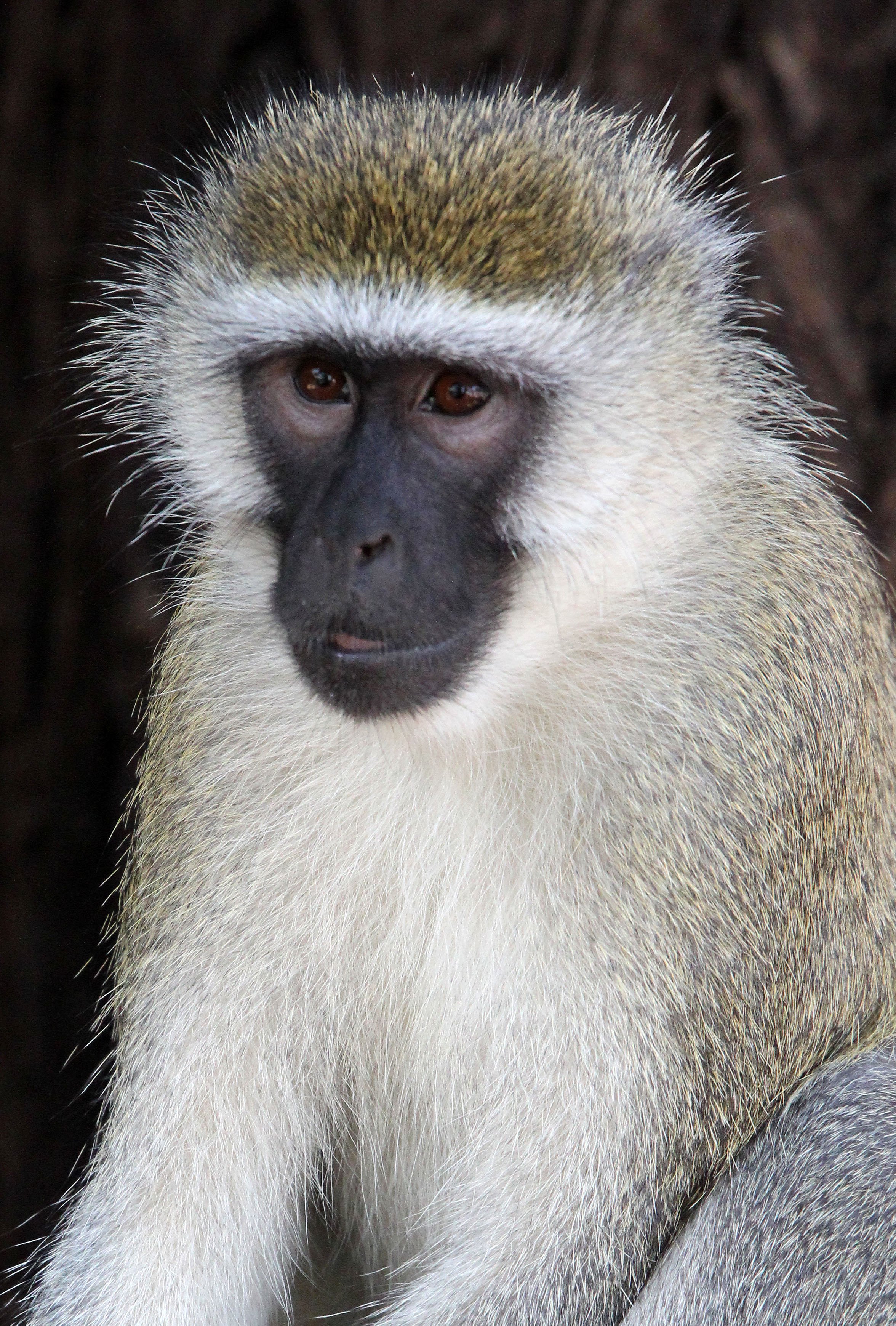 CERCOPITHECIDAE - Chlorocebus pygerythrus hilgerti - HILGERT'S VERVET MONKEY - SAMBURU NATIONAL PARK KENYA (4).JPG