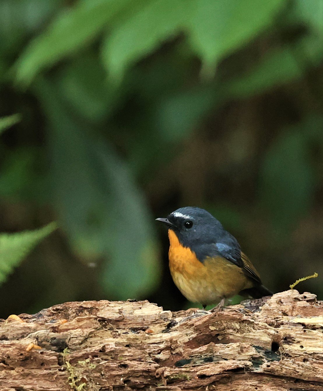 FLYCATCHER - SNOWY-BROWED FLYCATCHER - Ficedula hyperythra - DOI PHA HOM POK NP DOI LANG EAST FEB 2022 (17).jpg