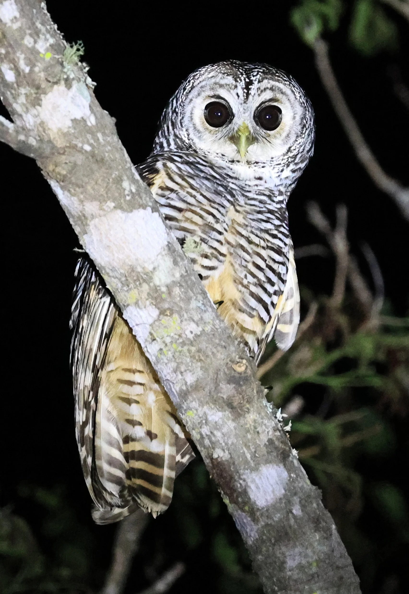 Chaco Owl (Strix chacoensis) Reserva Nueland  Selva Serena 