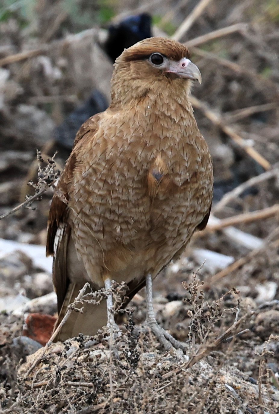 Chimango Caracara (Daptrius chimango) Lagunas del Ornitólogo, Trelew Argentina (17).jpg
