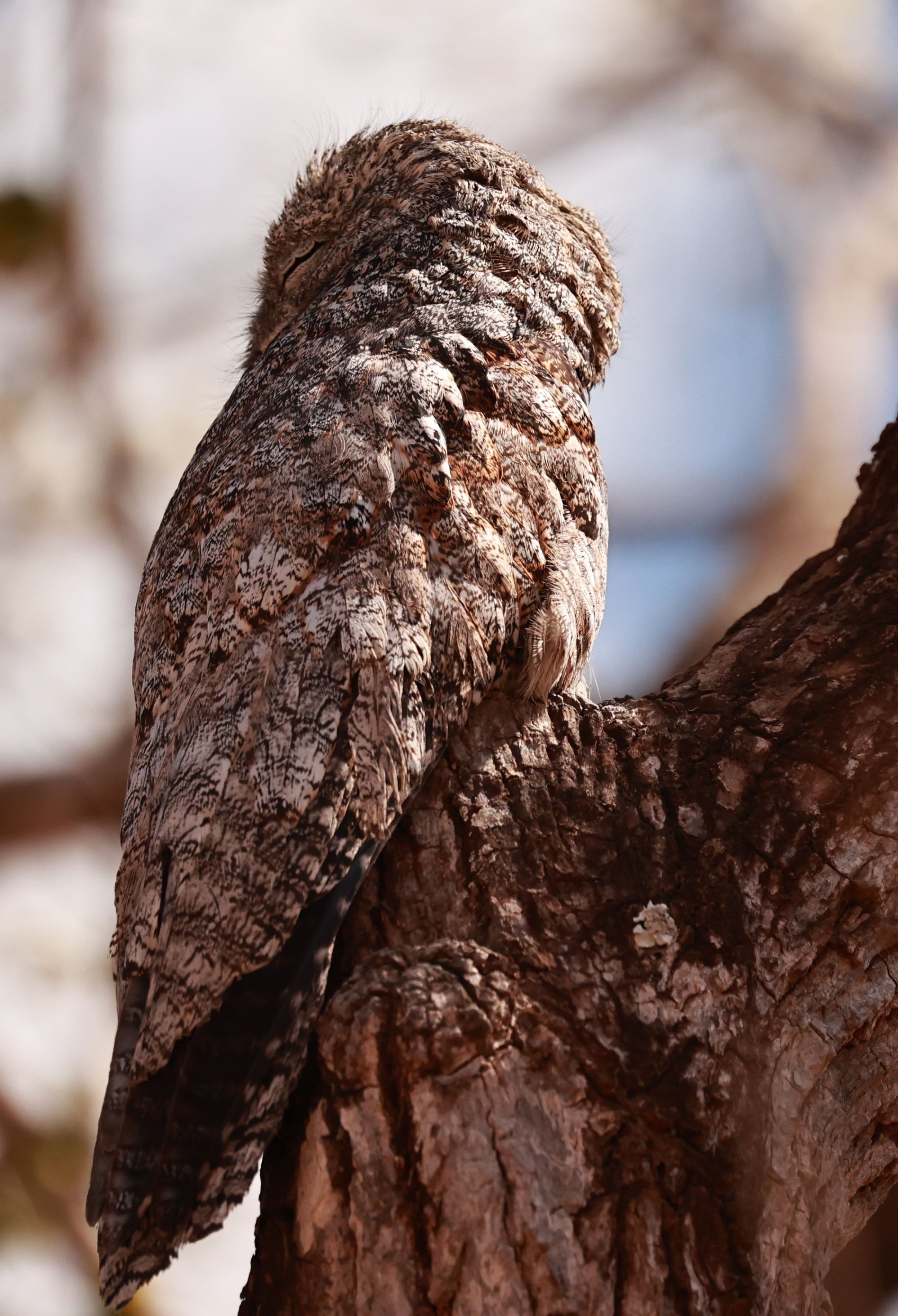 Potoo - Great Potoo - Nyctibius grandis - Porto Alegre Lodge, Pantanal (2).jpg