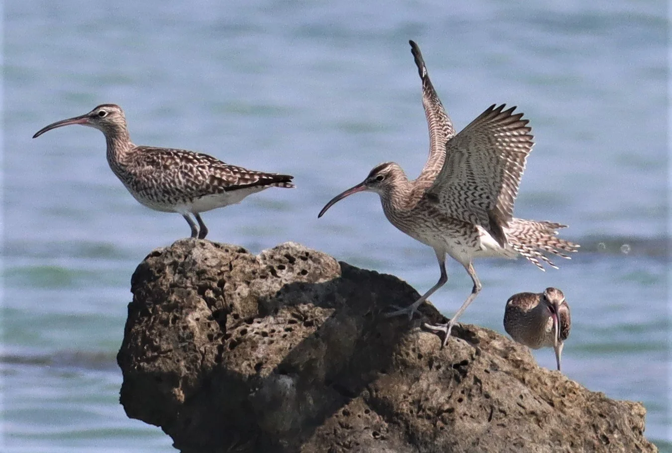 WHIMBREL - Numenius phaeopus - LAEM PAKARAM  PHANG NGA (56).jpg