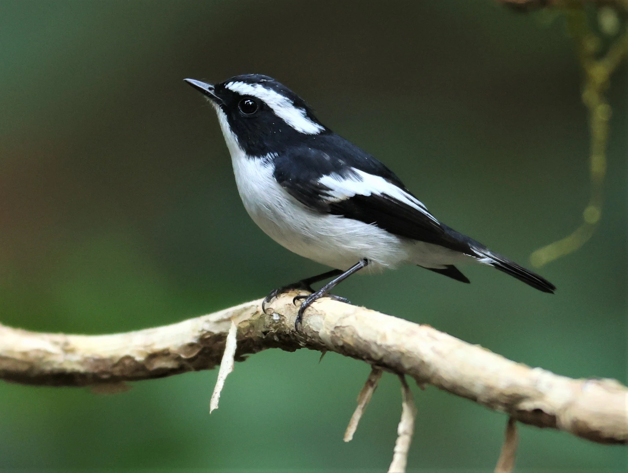 FLYCATCHER - LITTLE PIED FLYCATCHER - Ficedula westermanni - DOI INTHANON NP CHIANG MAI, DEC 2021 (44).JPG