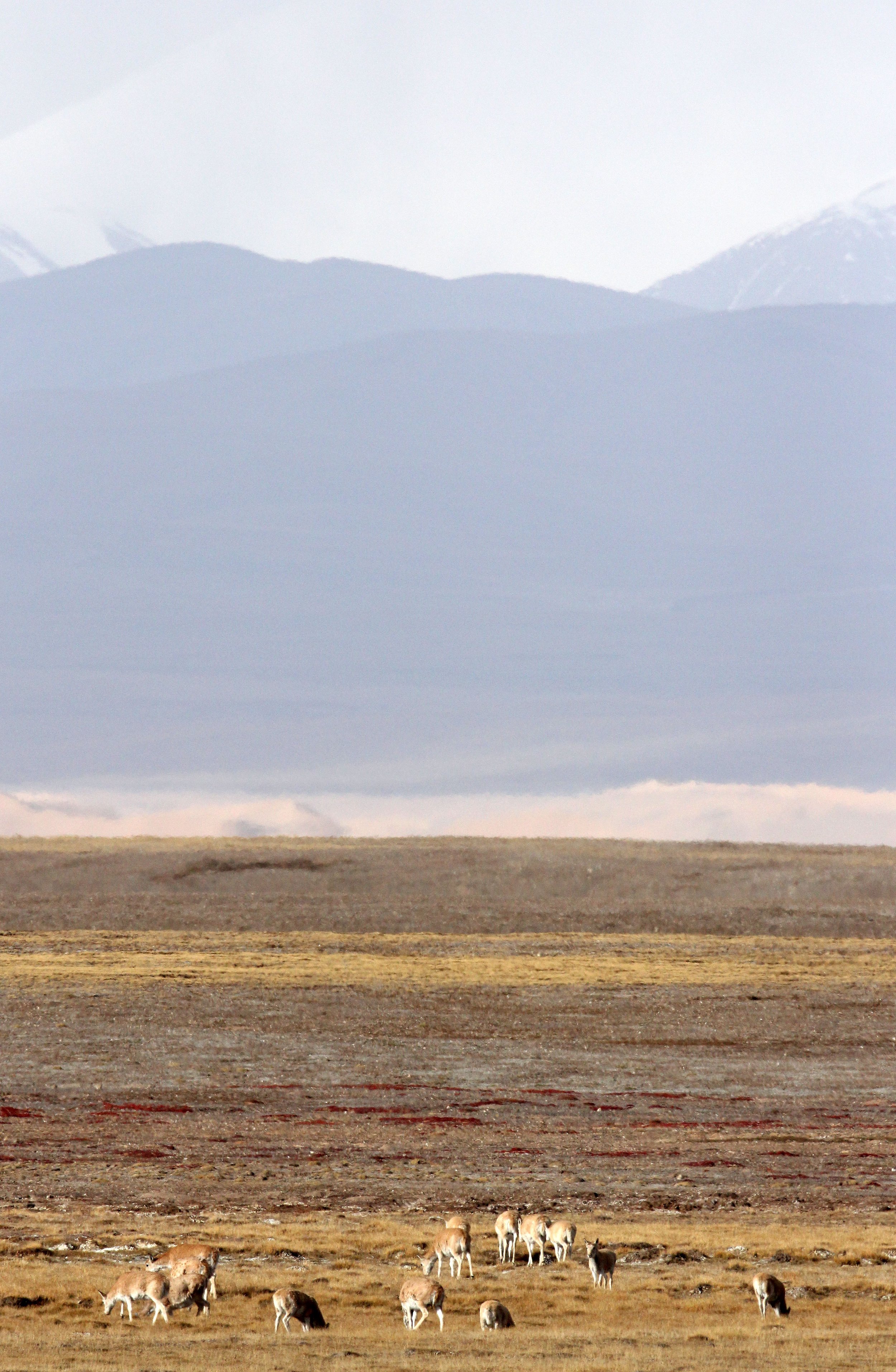 TIBETAN ANTELOPE -  Pantholops hodgsonii - KEKEXILI NATIONAL RESERVE - QINGHAI PROVINCE - CORE AREA (38).JPG