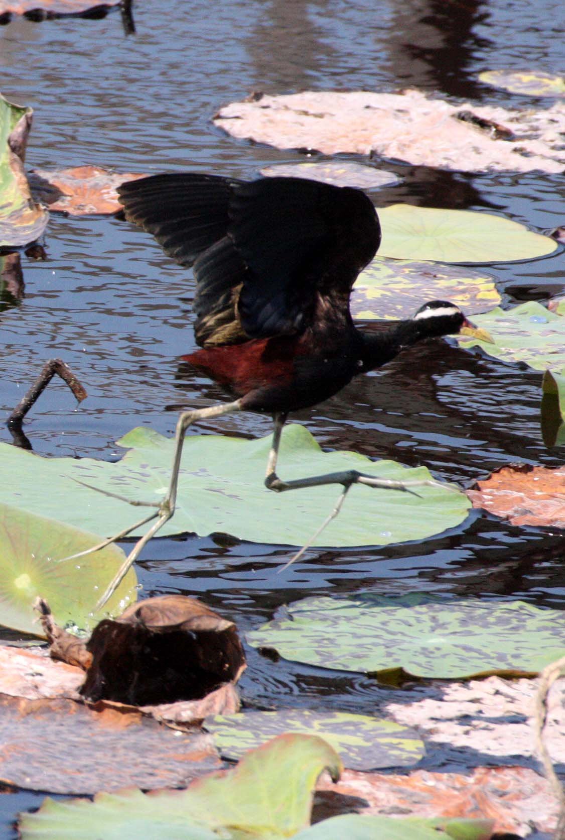 JACANA - BRONZE-WINGED JACANA - Metopidius indicus - KHAO SAM ROI YOT THAILAND (20).JPG