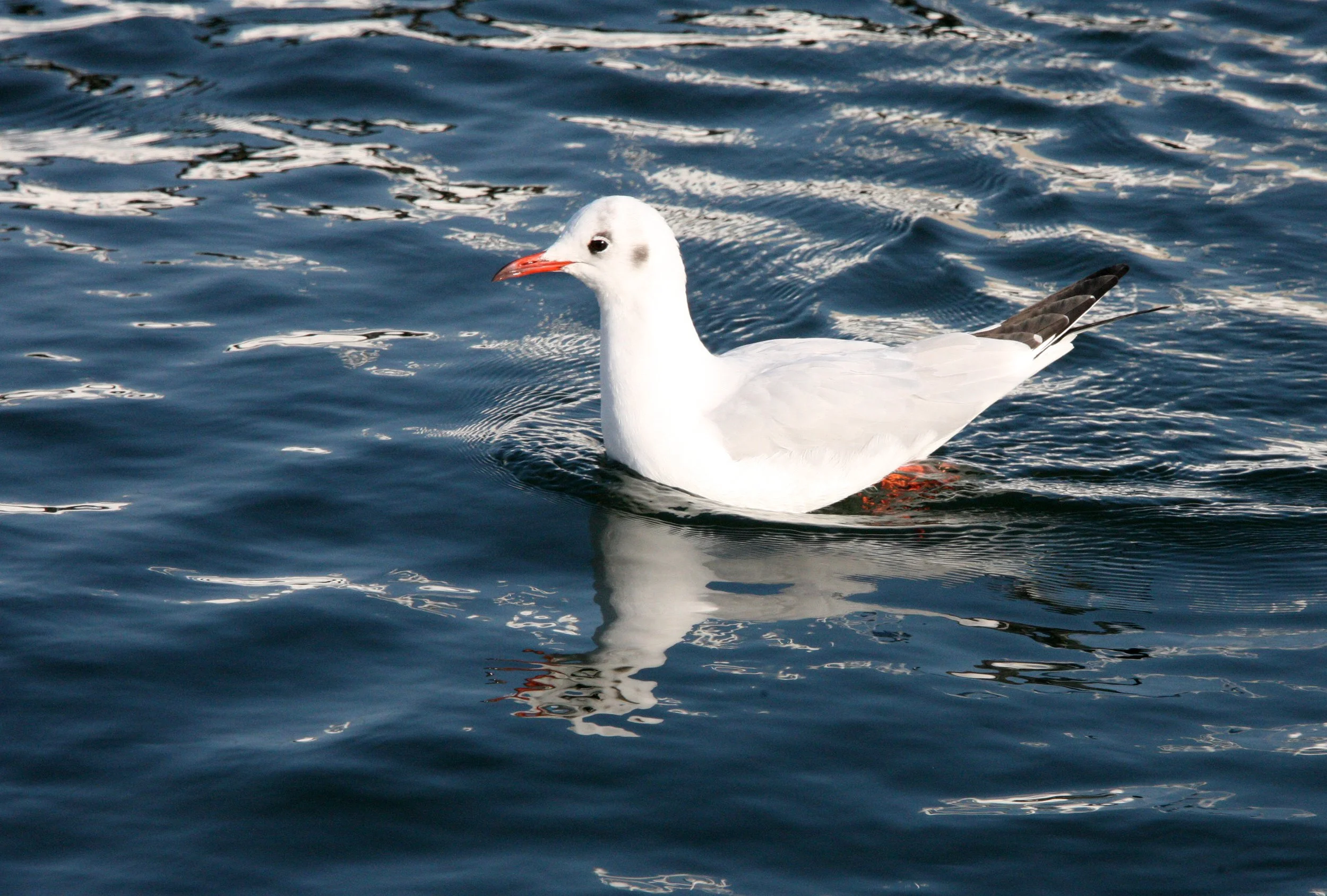 BIRD - GULL - BLACK-HEADED GULL - SHIZUOKA PREFECTURE JAPAN (8).JPG