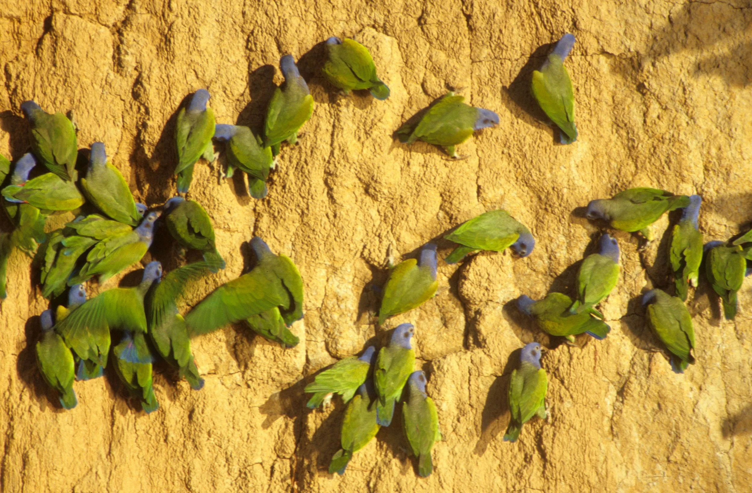 BIRD - PARROT - BLUE HEADED - MANU MINERAL LICK.jpg