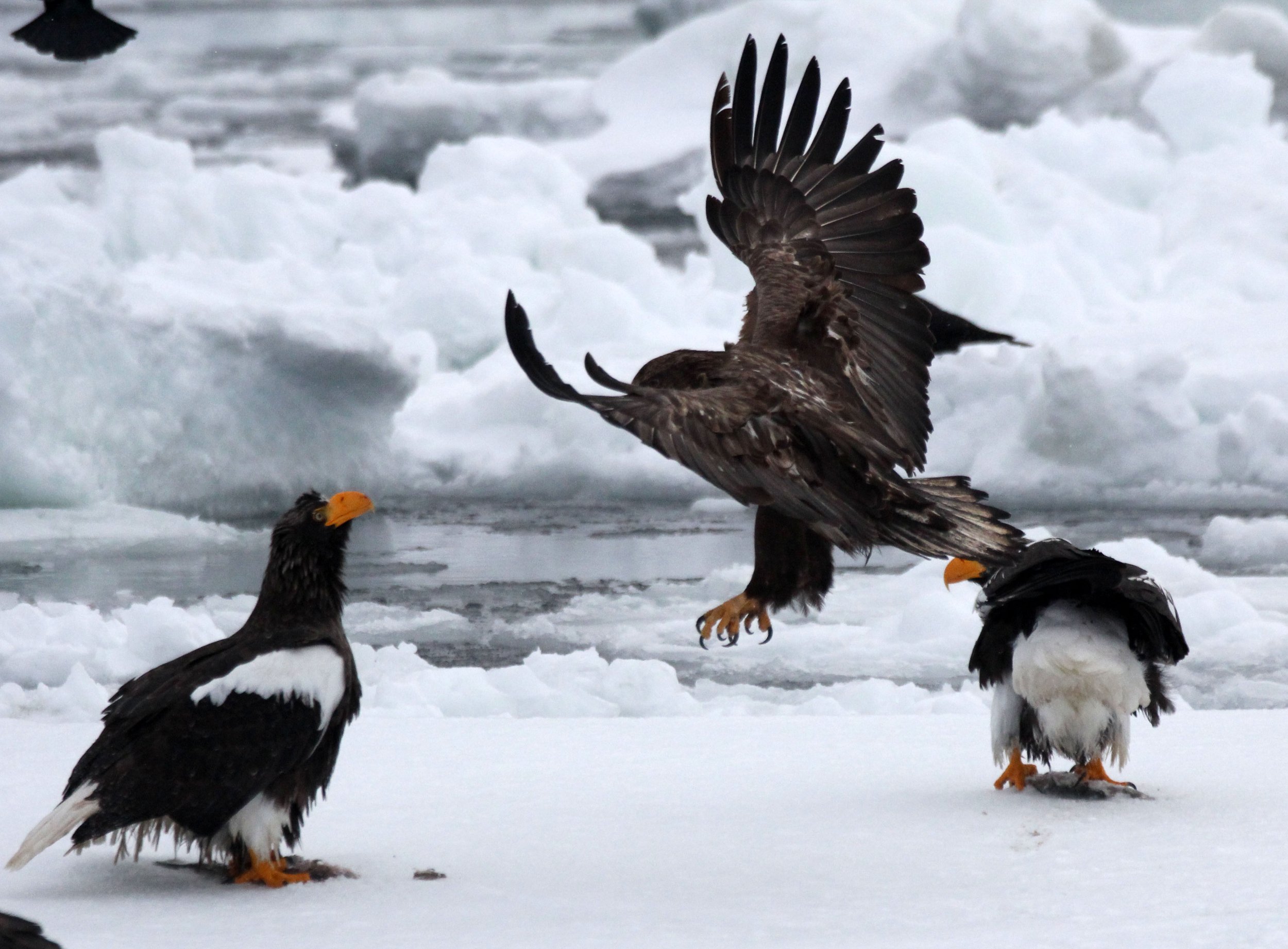 Haliaeetus albicilla - WHITE-TAILED EAGLE - RAUSU, SHIRETOKO PENINSULA, HOKKAIDO JAPAN (370).JPG