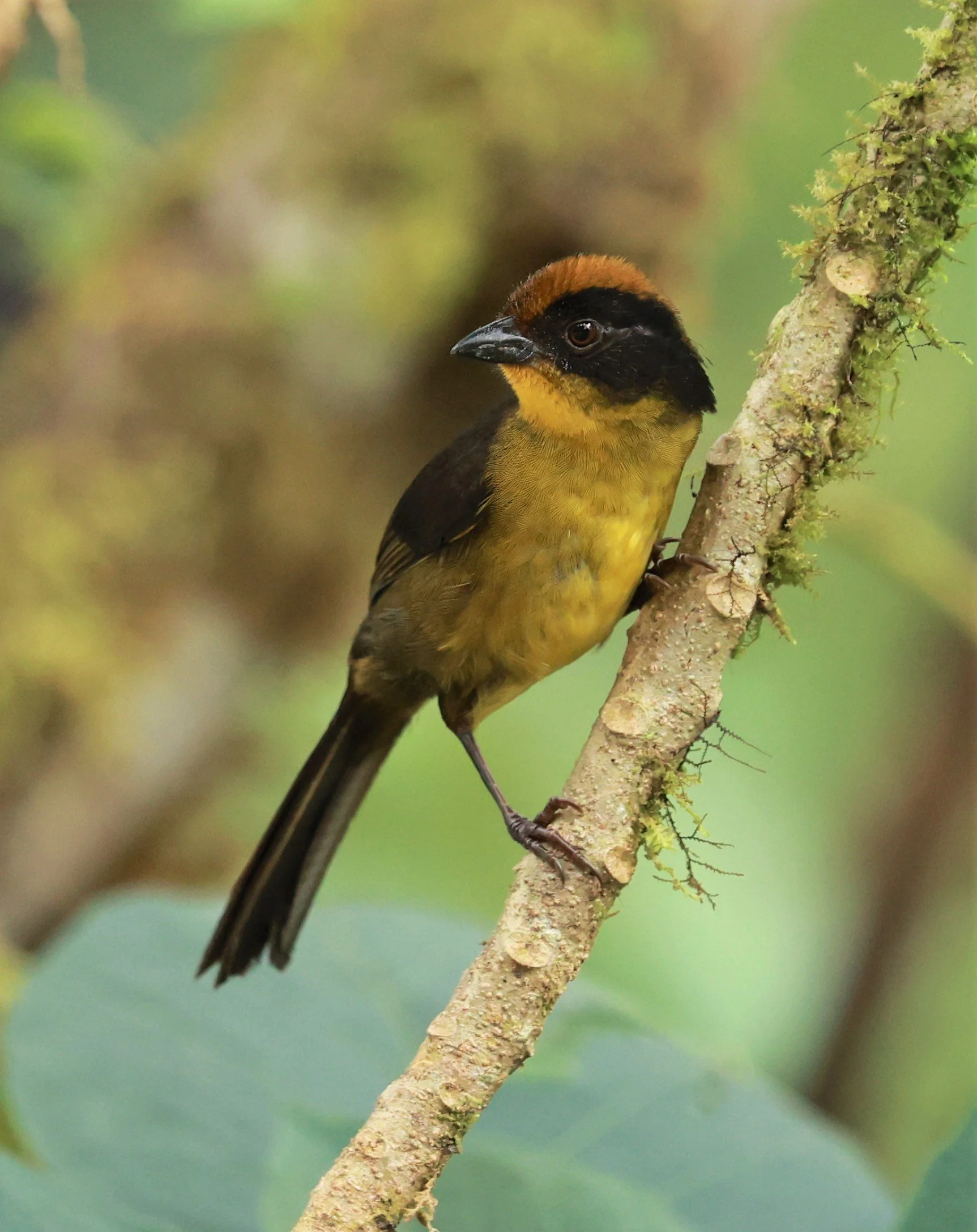 Choco or Dusky Brushfinch (Atlapetes crassus) Bellavista Cloud Forest Lodge, Ecuador (14).jpg