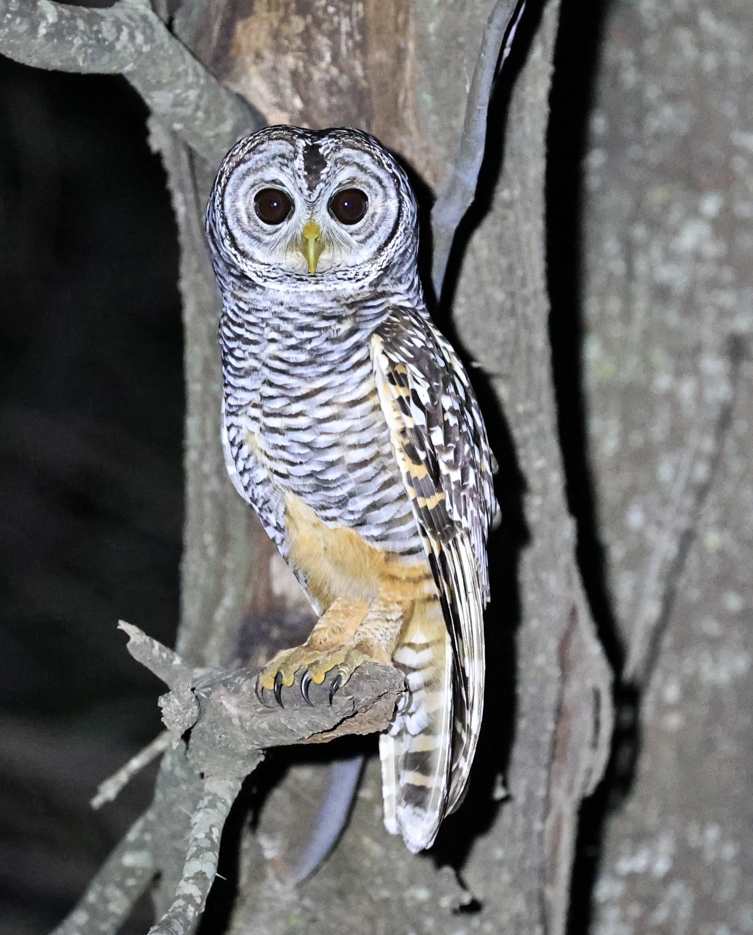 Chaco Owl (Strix chacoensis) Estancia Campo'í Paraguay (49).jpg