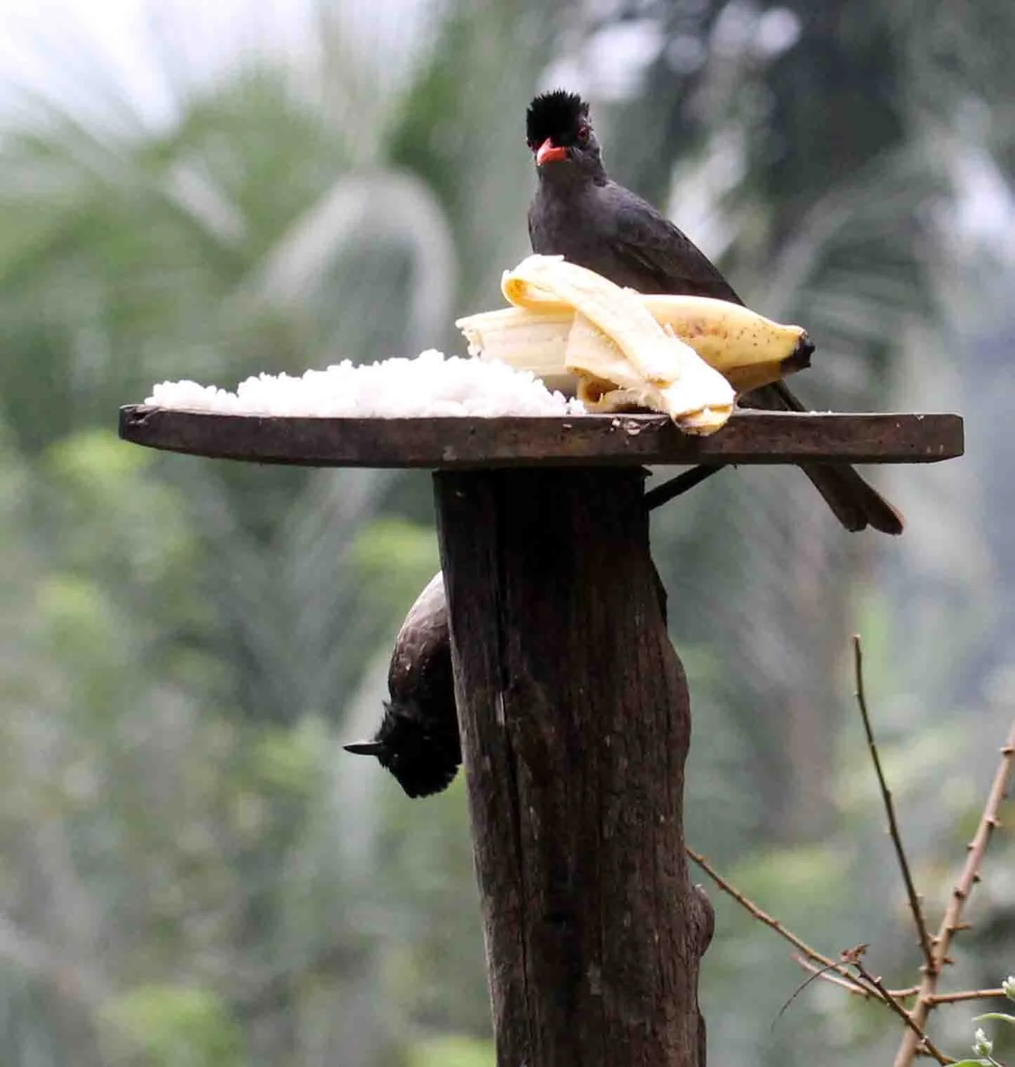 BULBUL - SQUARE-TAILED BLACK BULBUL - Hypsipetes ganeesa - KITULGALA FOREST PRESERVE, SRI LANKA - PHOTO BY SOM SMITH (6).JPG